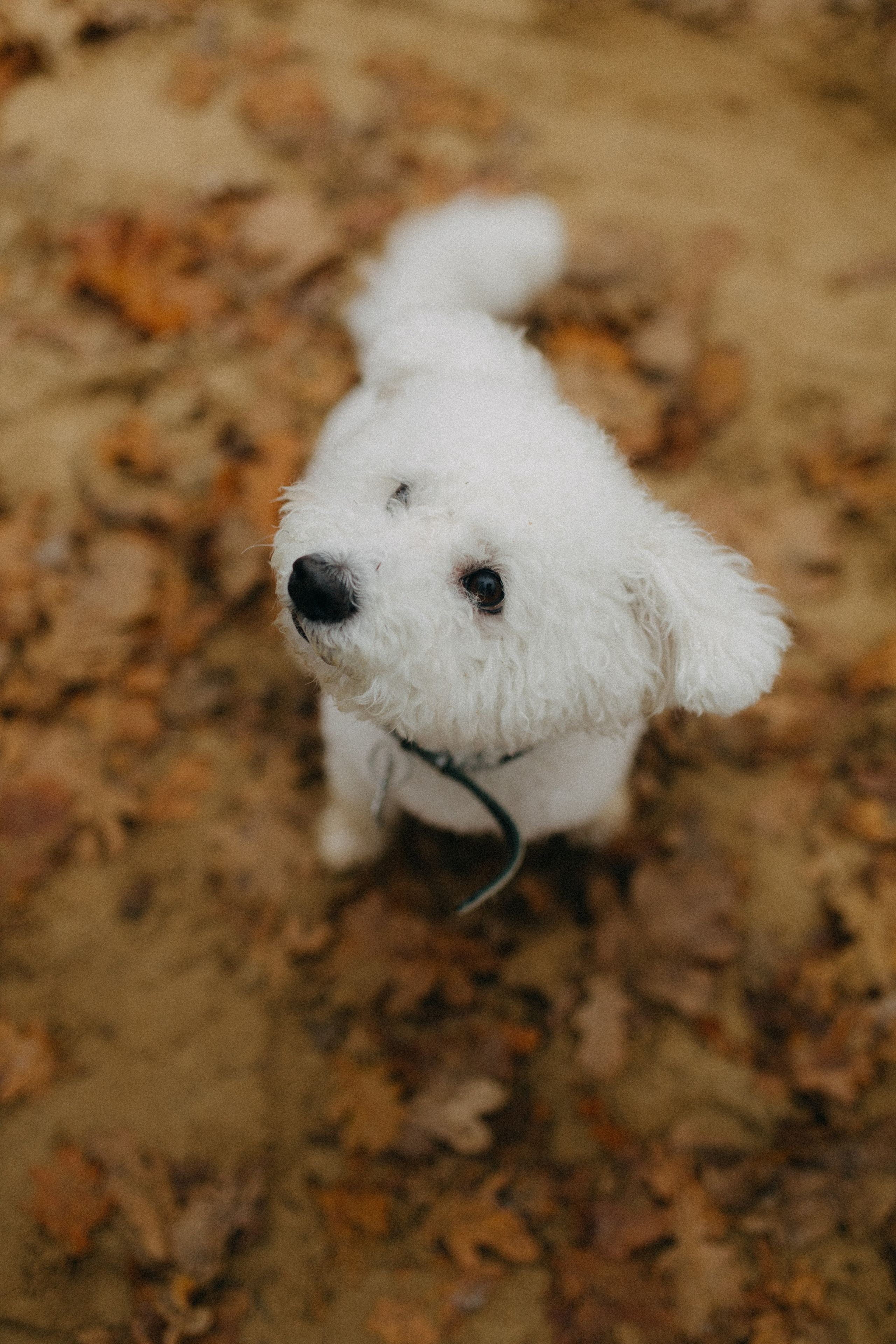 Лена & Миша. Фотограф НОГИНСК, Москва, Анастасия Белая