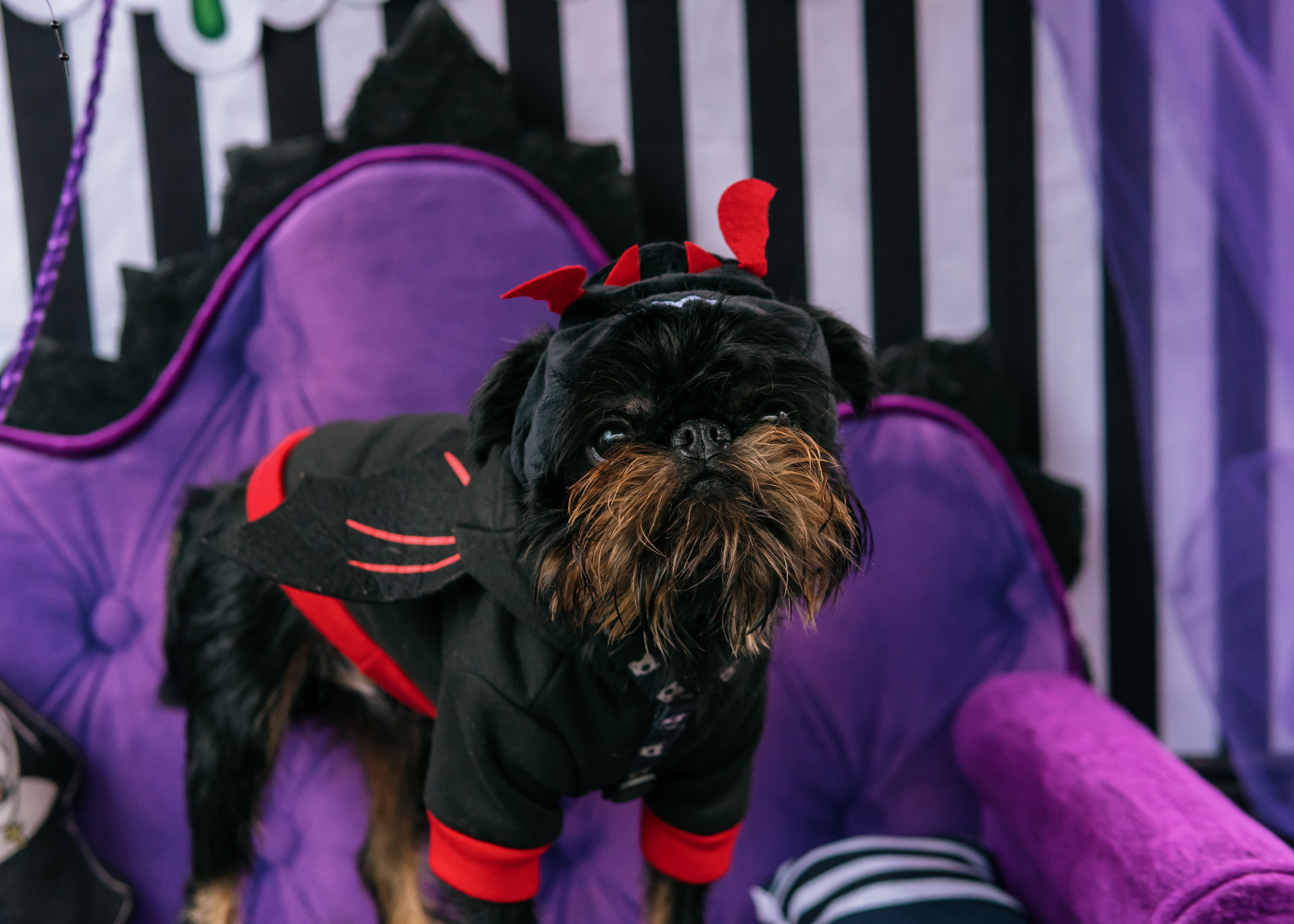 Тематическая встреча породников «Griffween». Фотограф-анималист Ксения Воробьева, Москва