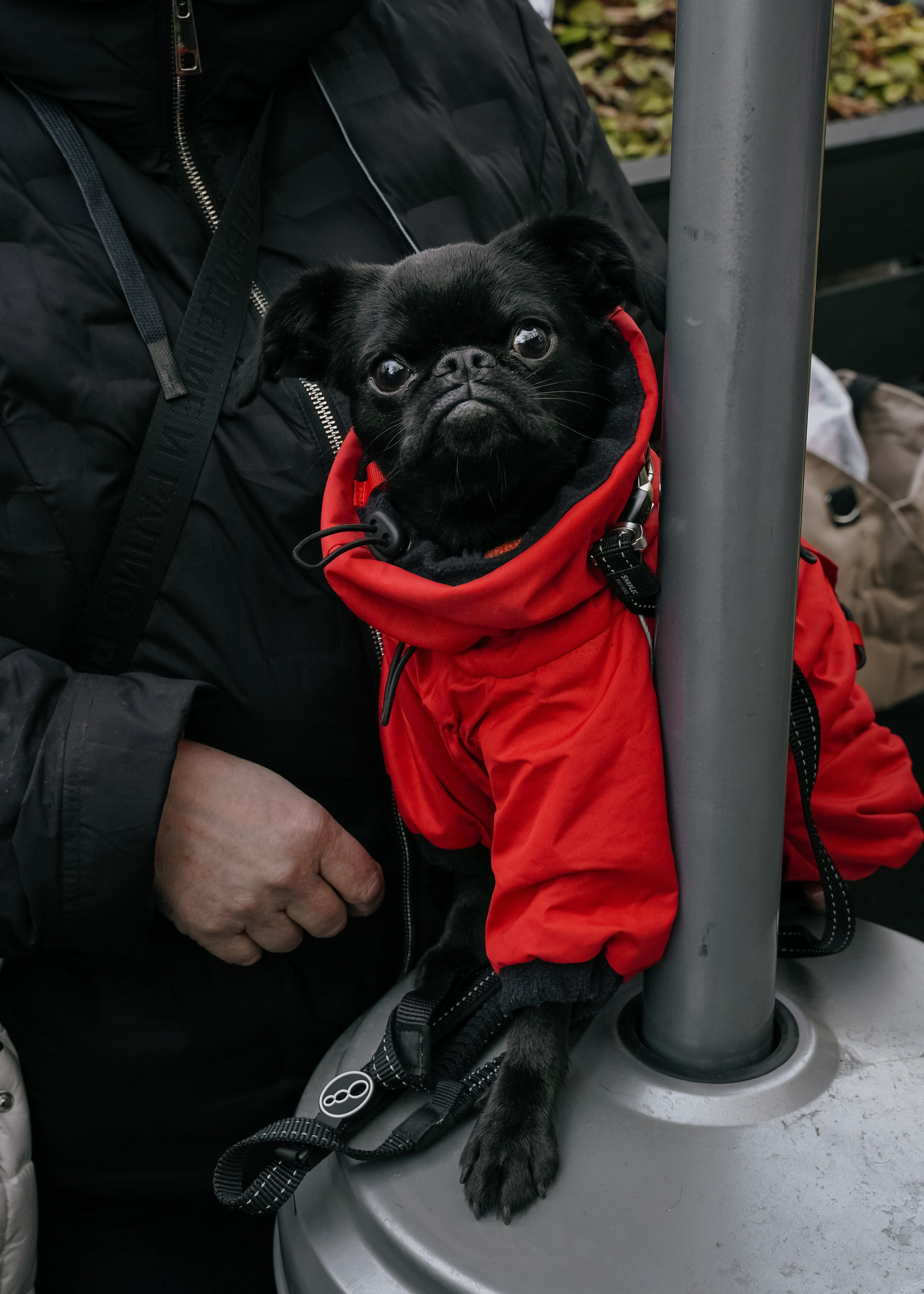 Тематическая встреча породников «Griffween». Фотограф-анималист Ксения Воробьева, Москва