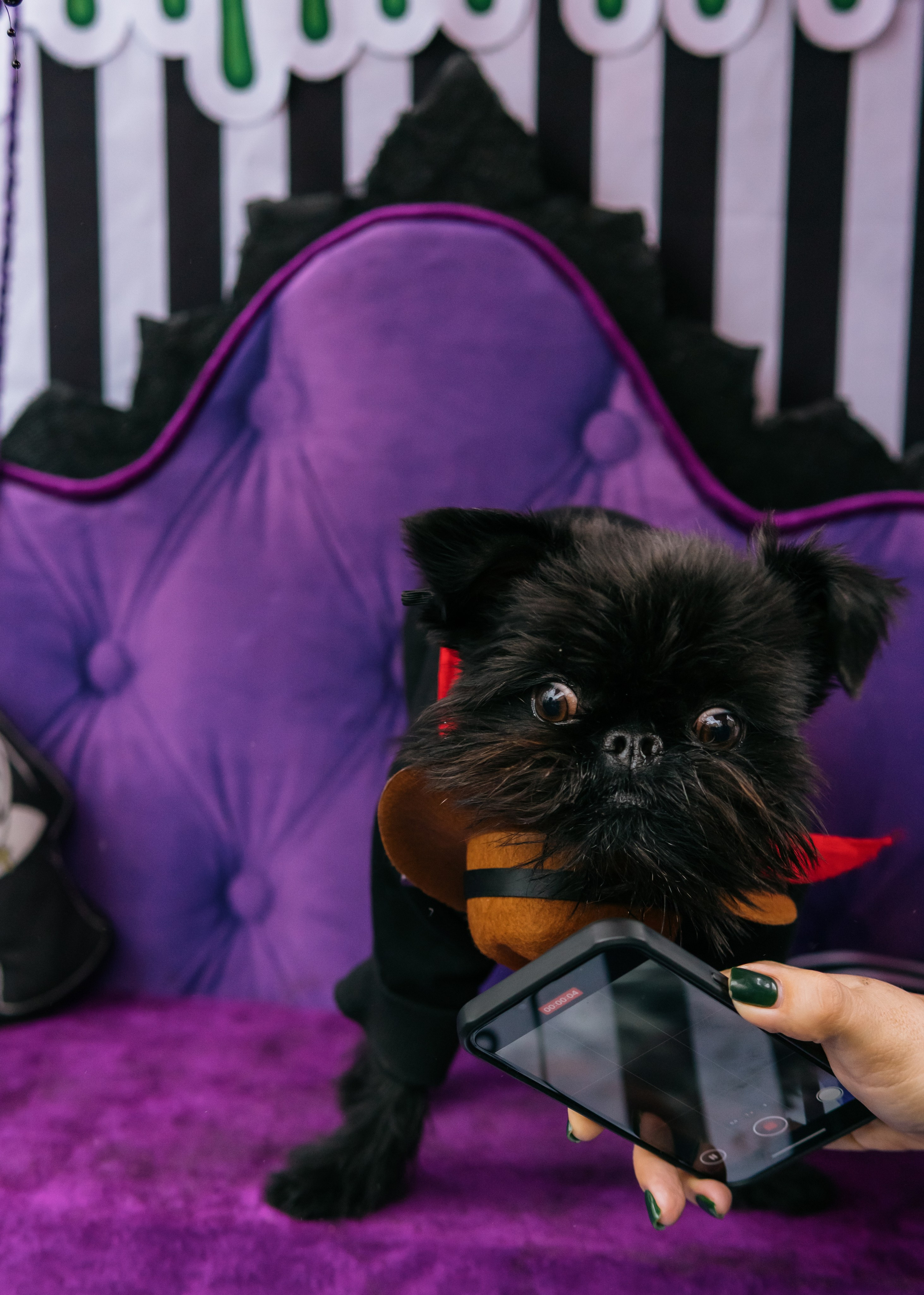 Тематическая встреча породников «Griffween». Фотограф-анималист Ксения Воробьева, Москва