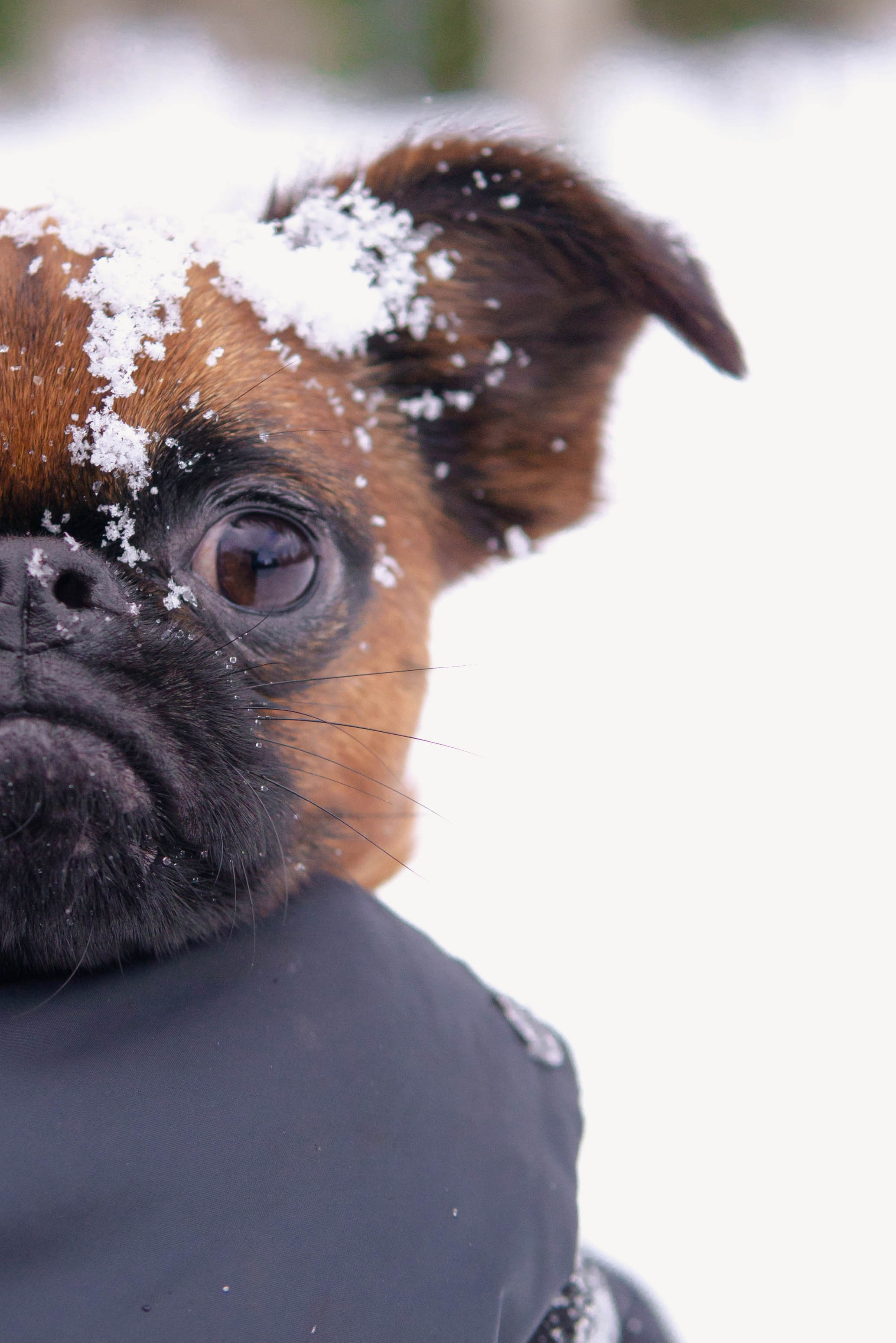 Надя и Ефим. Фотограф-анималист Ксения Воробьева, Москва