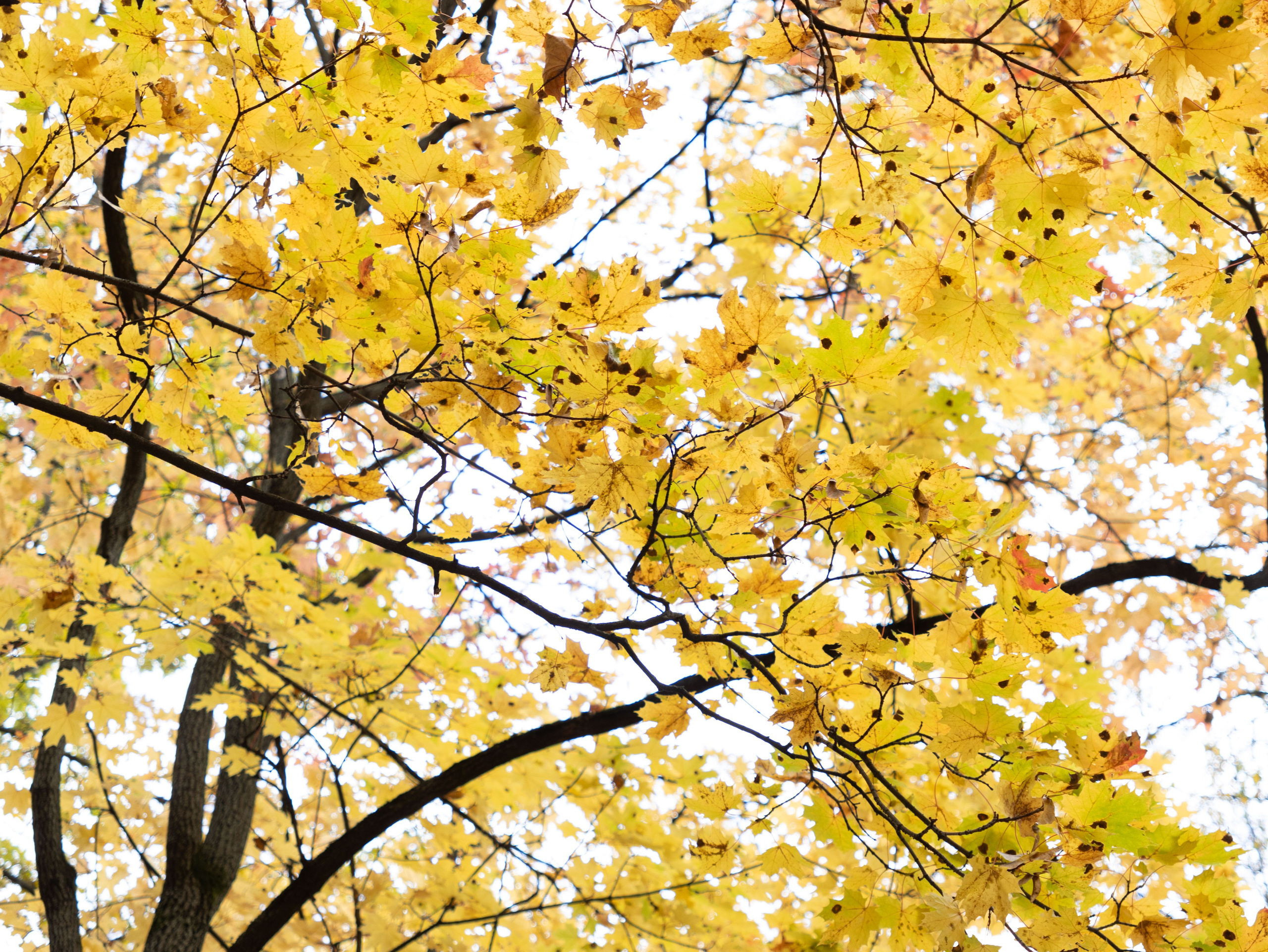 Осенние прогулки. Мария Жук — свадебный и репортажный фотограф в Москве