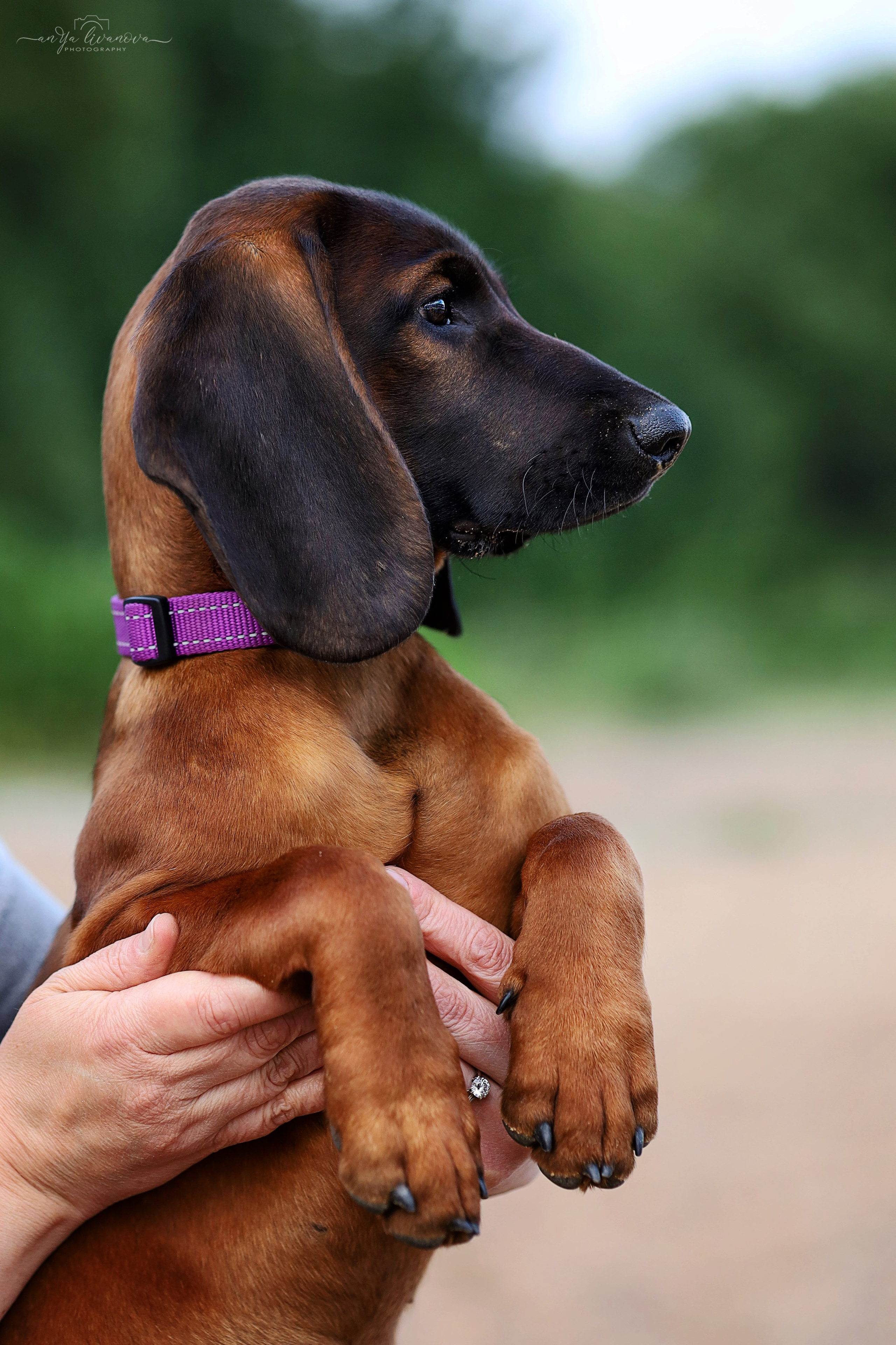 Баварчик. Фотограф анималист Аня Ливанова | Рыбинск