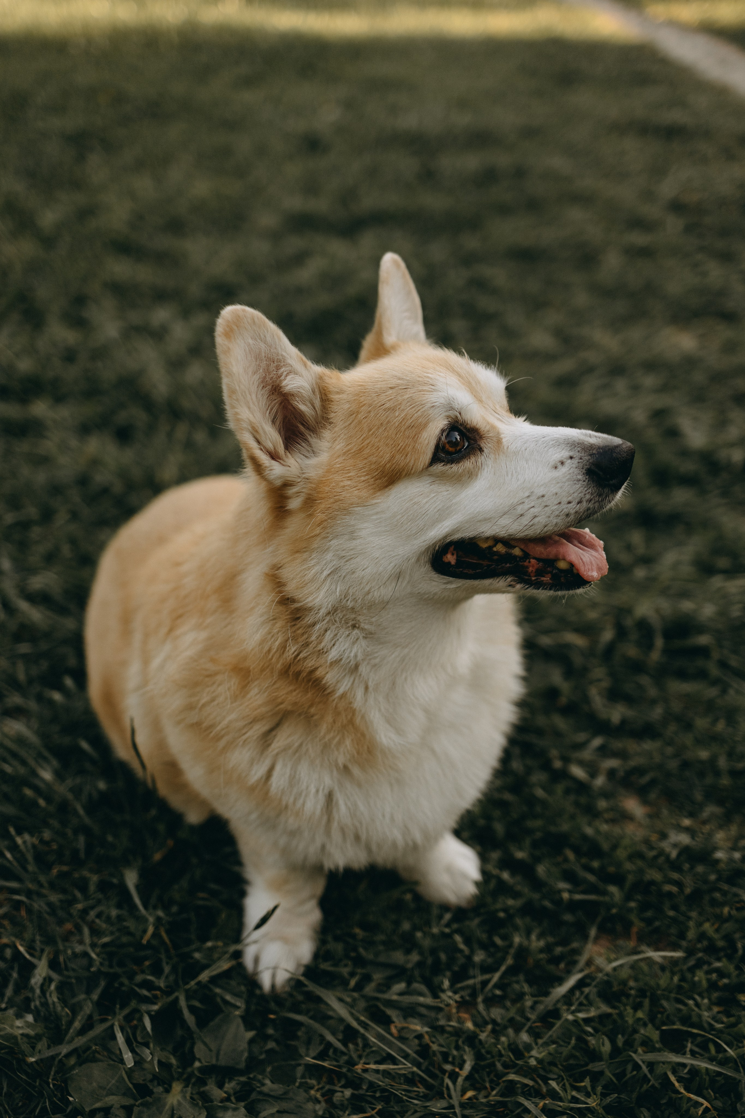 Кристина и Шелби. Фотограф — Анималист | Санкт-Петербург