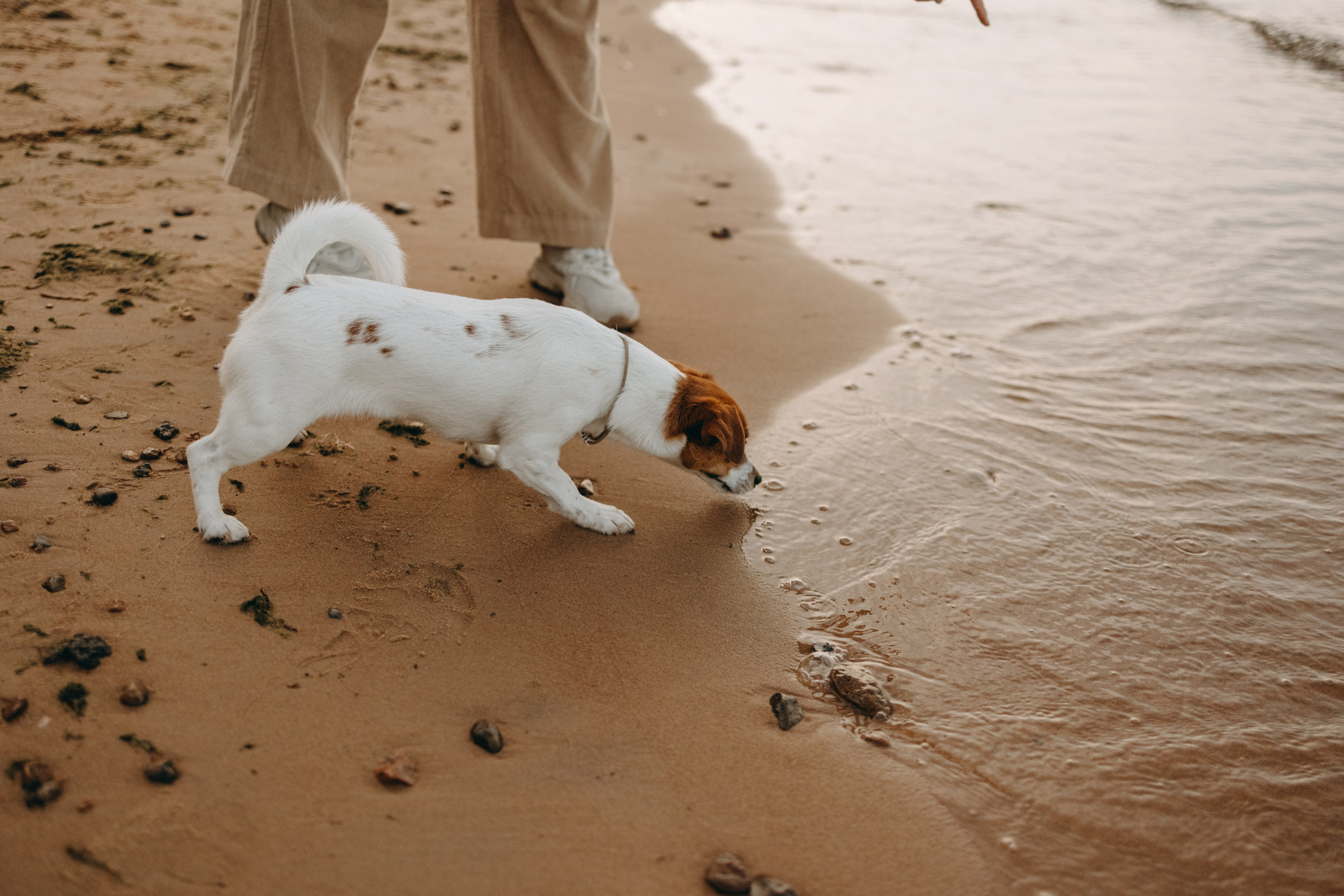 Лея и ее семья. Фотограф — Анималист | Санкт-Петербург