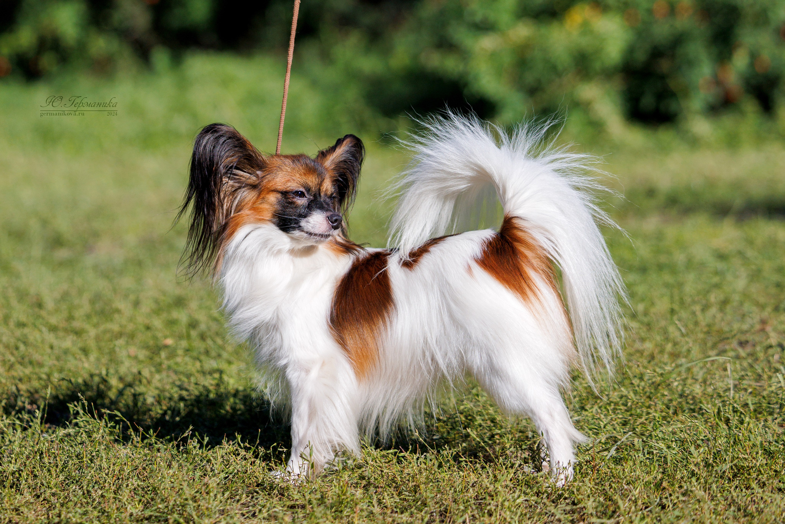 Астана 2хCACIB 17-18.08.2024. Фотограф-анималист Юлия Германика