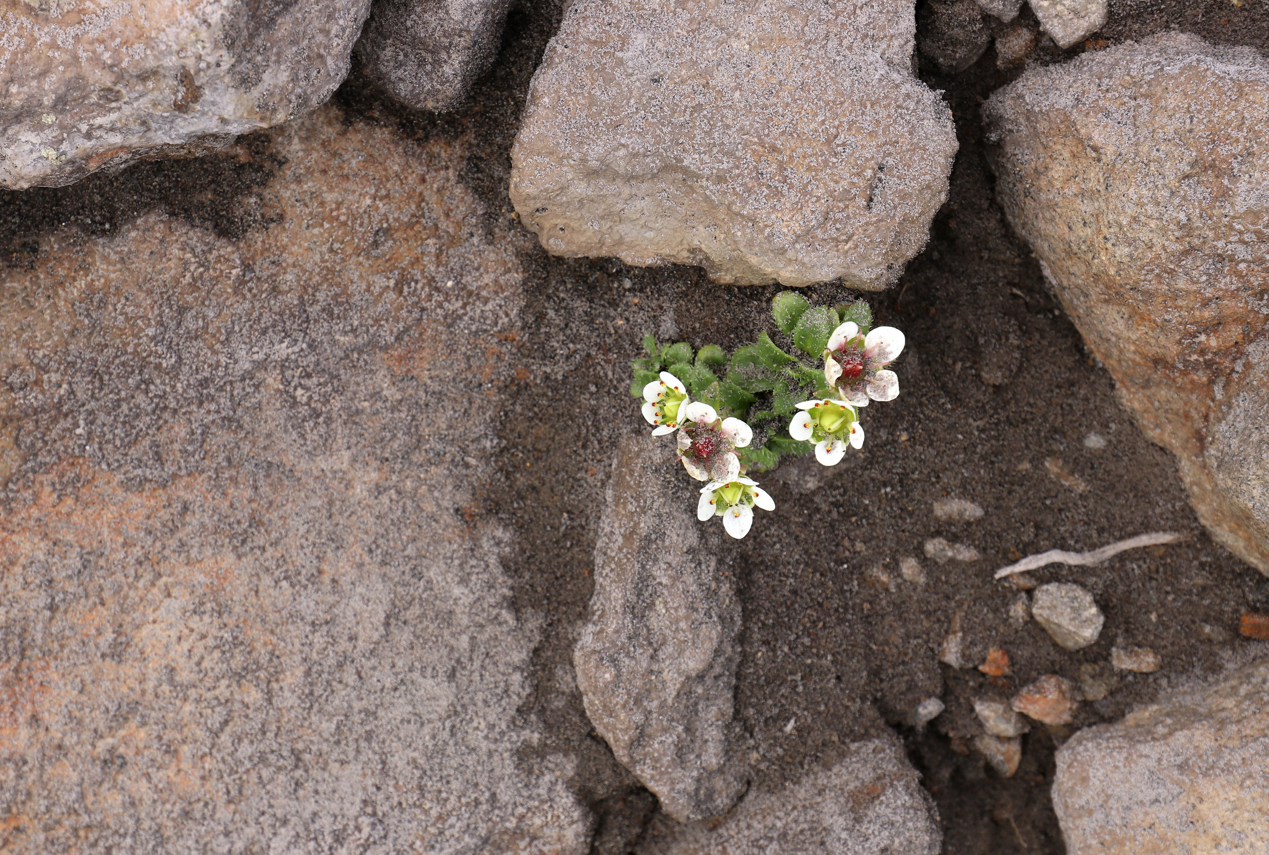 Камчатка и о. Парамушир. Июль 2024. Путешественник-фотограф из Санкт-Петербурга Татьяна Свистулина