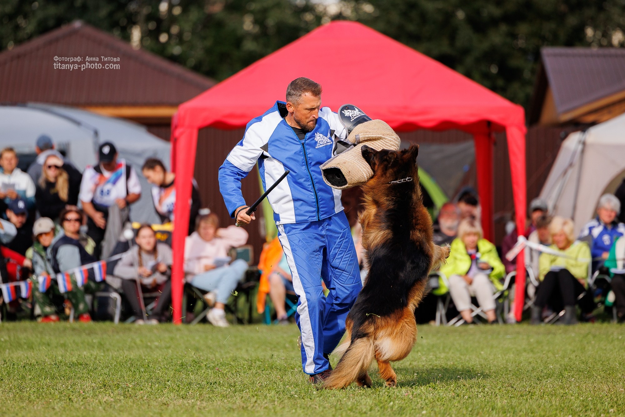 Немецкие овчарки: фото из рингов и вне ринга, мутпроба (фотографии с выставок). Фотограф собак, фотограф-анималист Аня Титова (Titanya). Москва