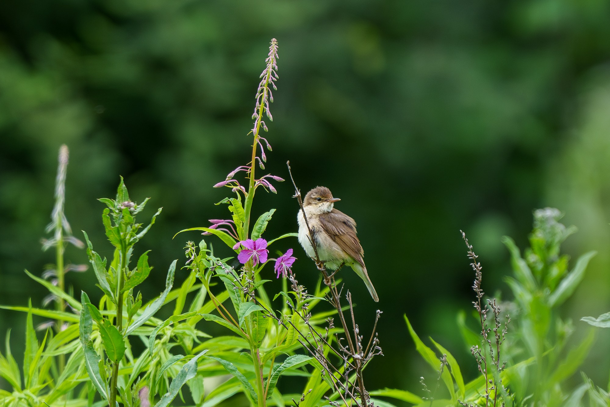 Удивительные мир птиц. Вокруг нас столько прекрасного — присмотритесь!. Ваш личный фотограф Марина Волкова