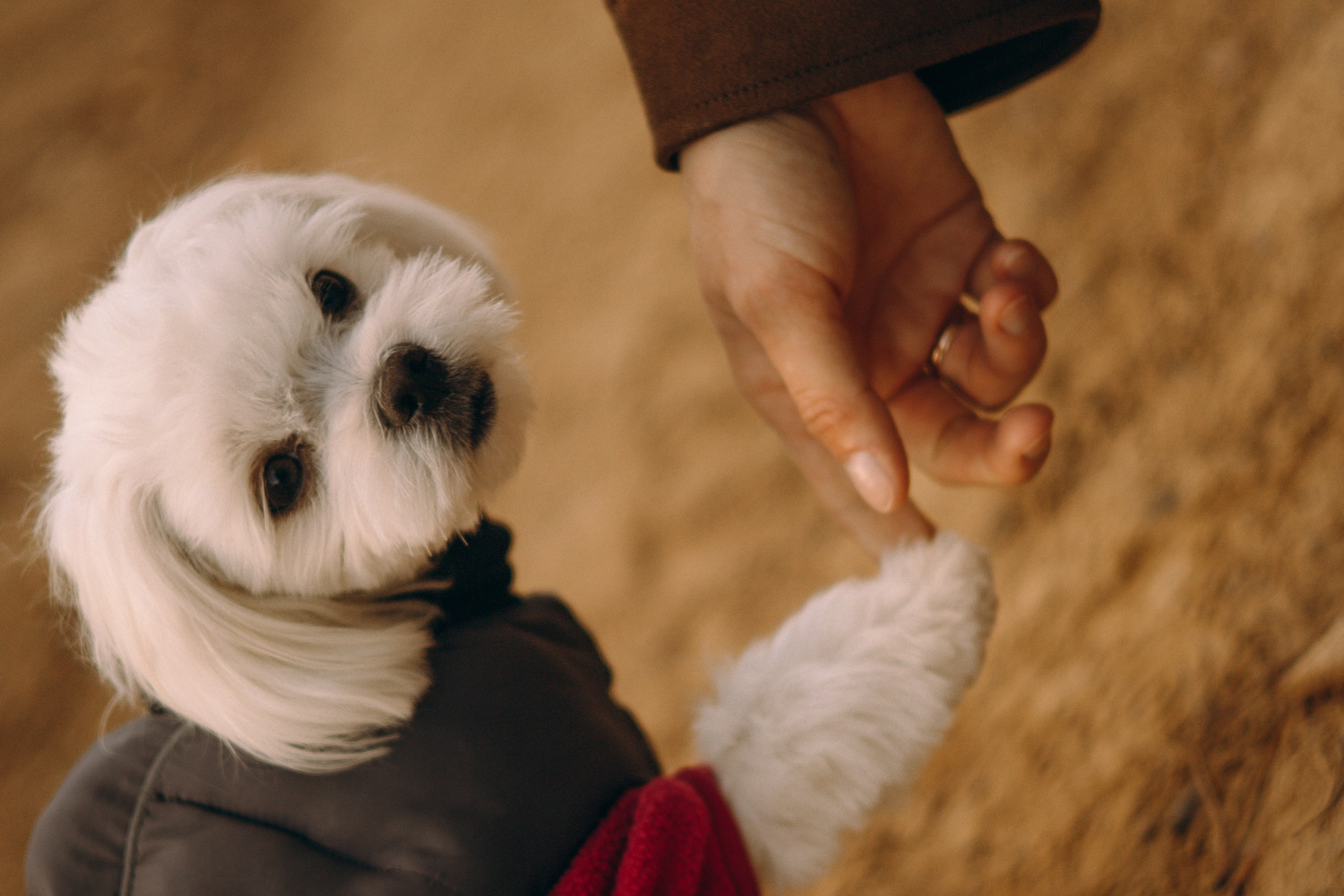 Любовь & Белла. Фотограф — анималист •love-story•|Санкт-Петербург