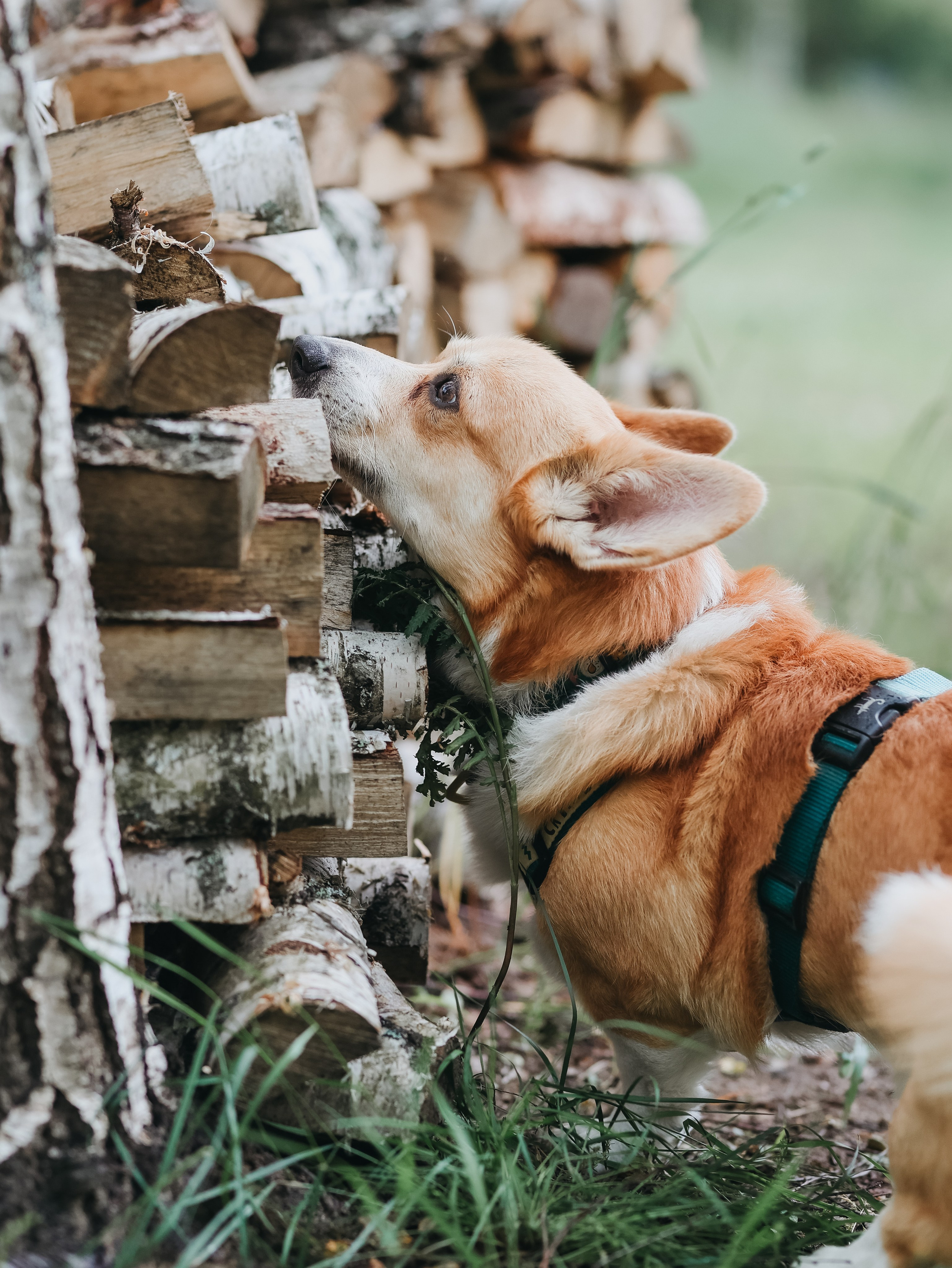 Лагерь ноузворк. Фотограф-анималист в Москве Кириллова Татьяна