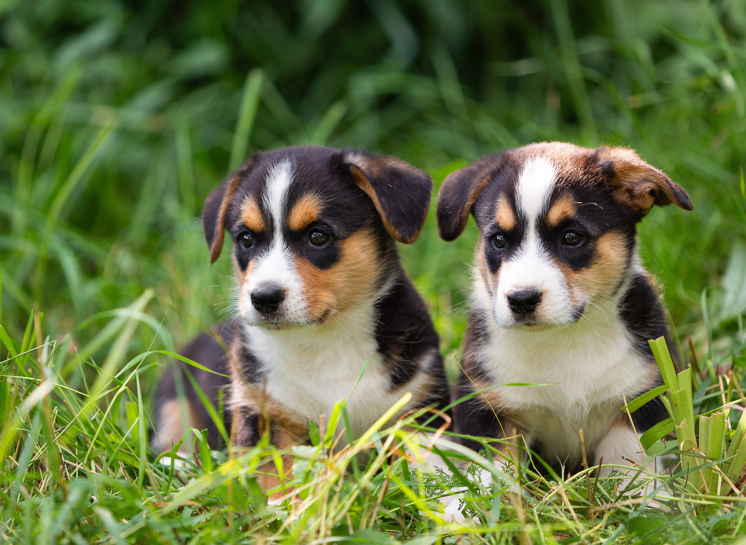 Корги (фотопрогулка). Фотограф-анималист в Москве, МО и Владимире