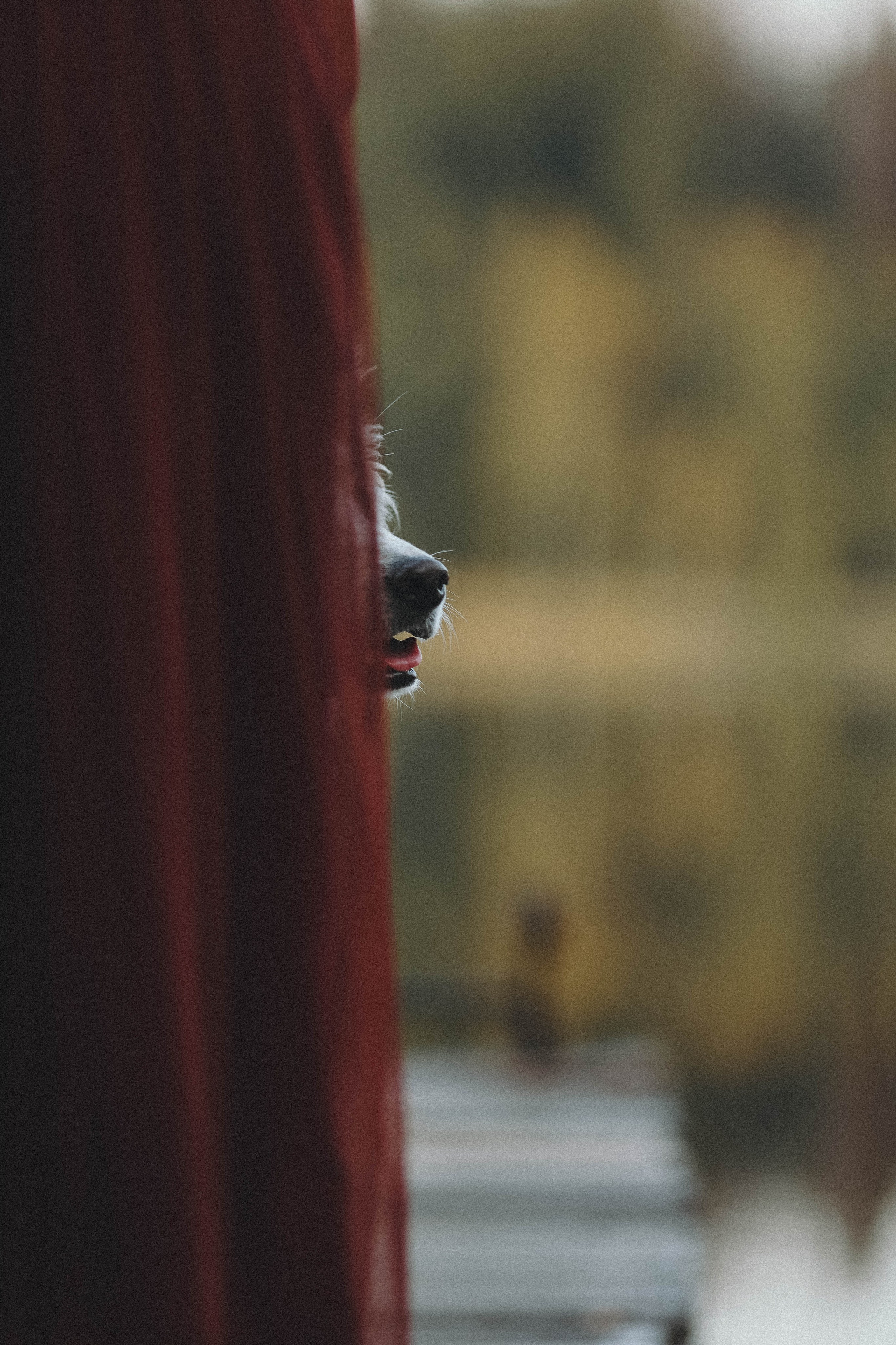 Собаки и их люди. Фотограф- анималист Санкт-Петербург