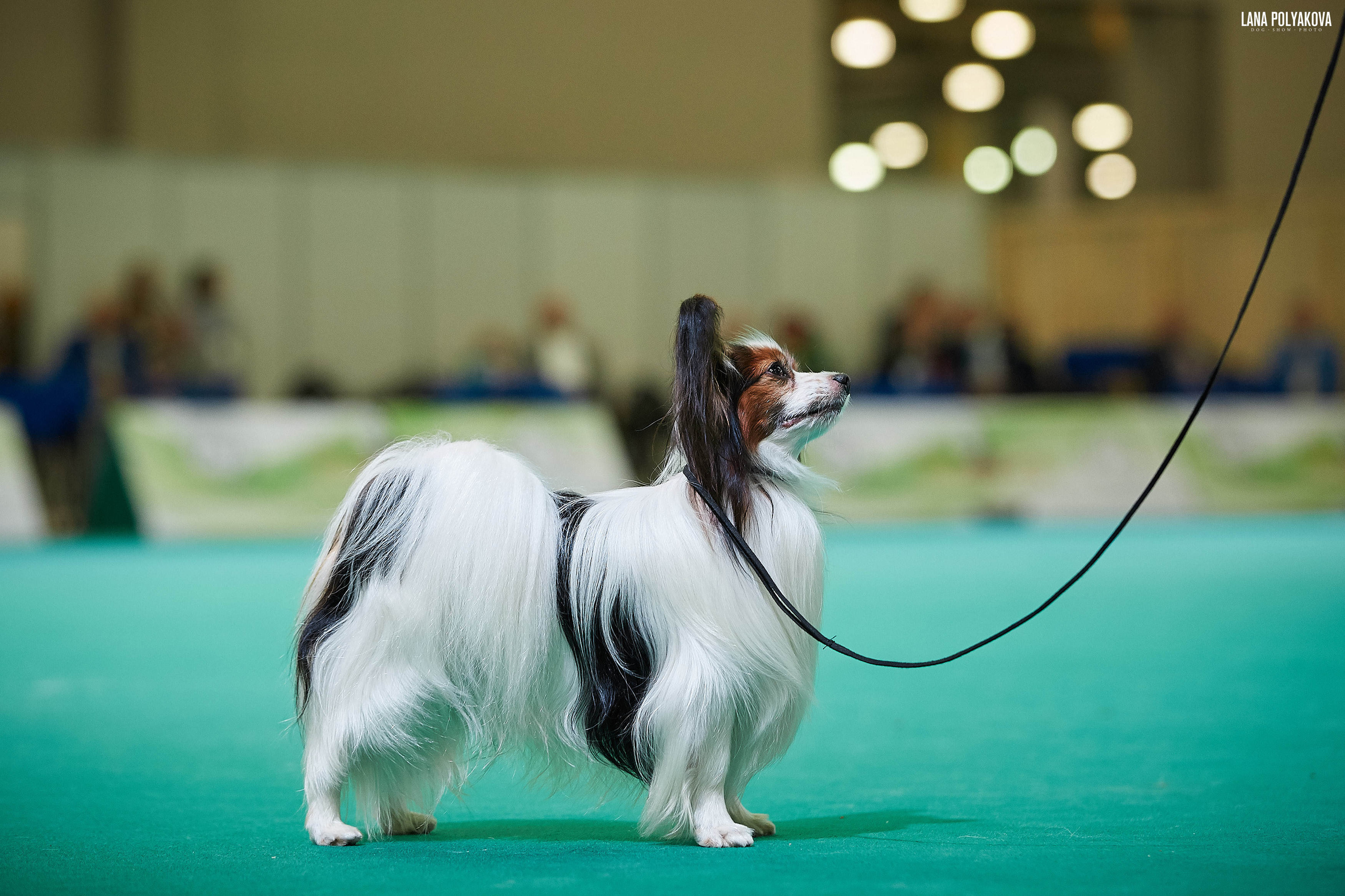 IDS “MAZOVER MEMORIAL 2019” 25-26.05.19