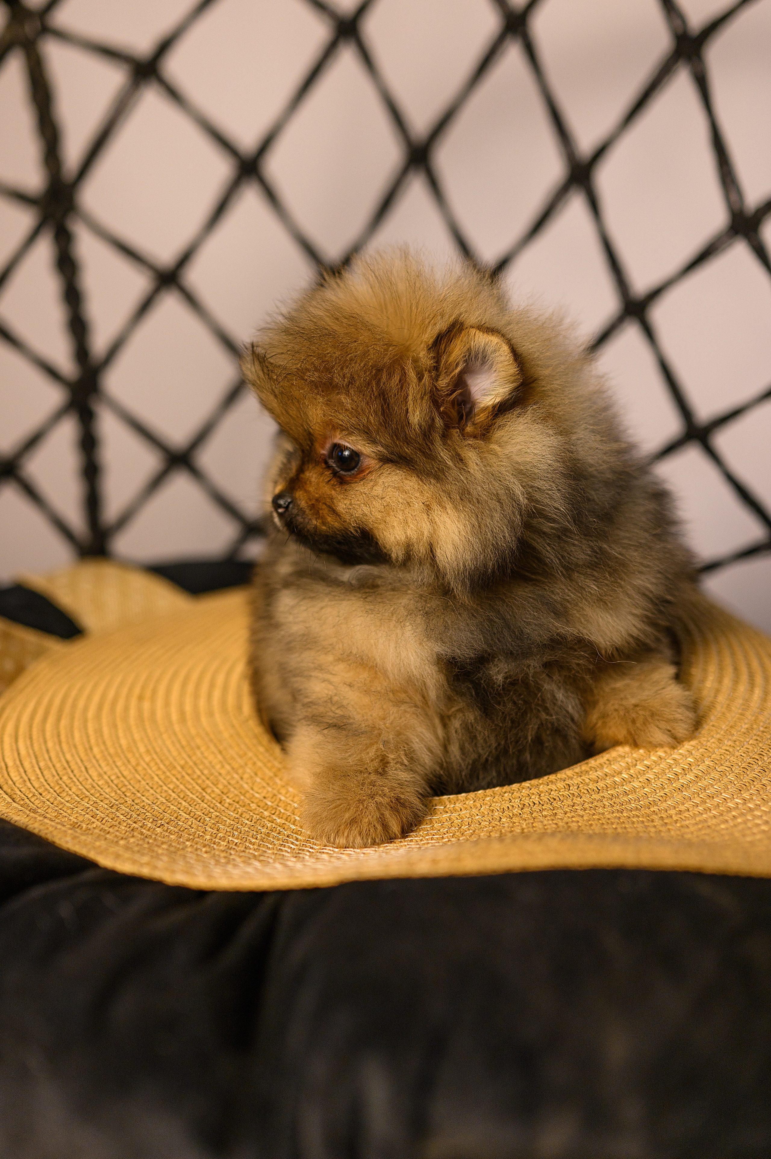 Питомник шпицев в Волгодонске. Фотограф Елизавета Жуйкова | Фотосессии в Волгодонске: портретные, лав стори, семейные