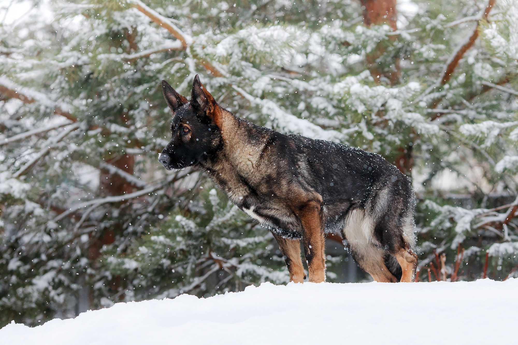 Зимние портреты. Фотограф-анималист Mary Mart — Москва, Питер