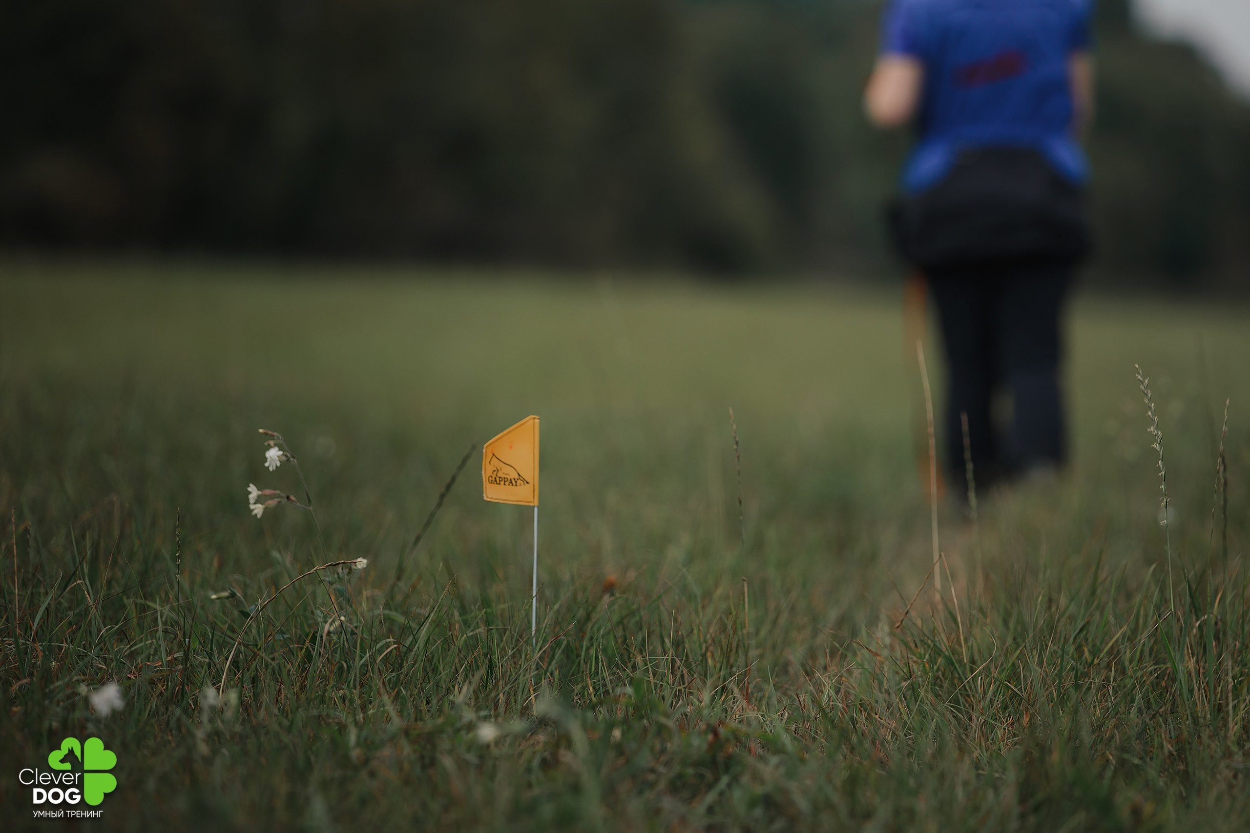 Кинологический лагерь CleverDog, 2024. Фотограф-анималист Mary Mart — Москва, Питер
