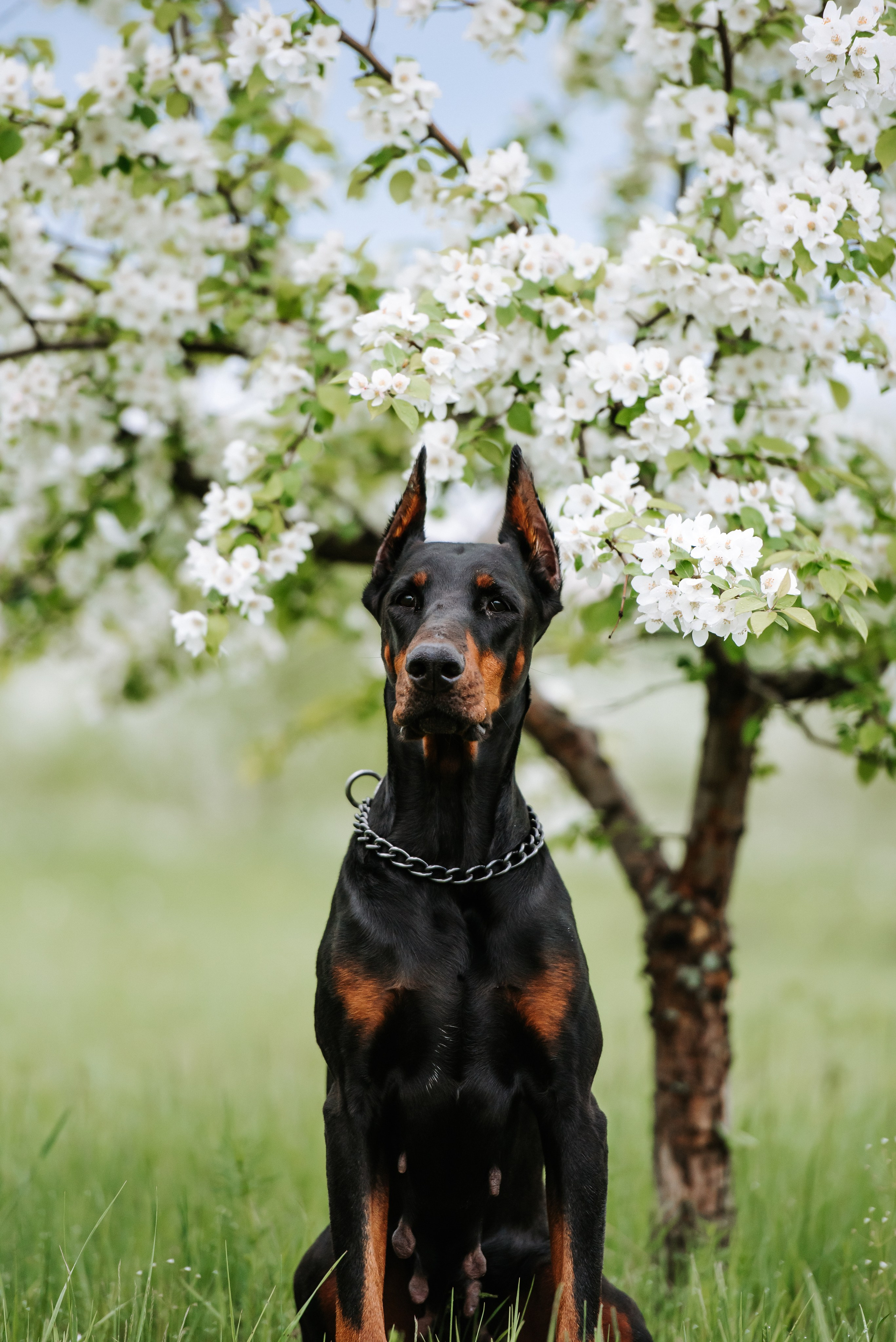 Цветение с доберманами. Фотограф Диана Оленина Красноярск / Братск
