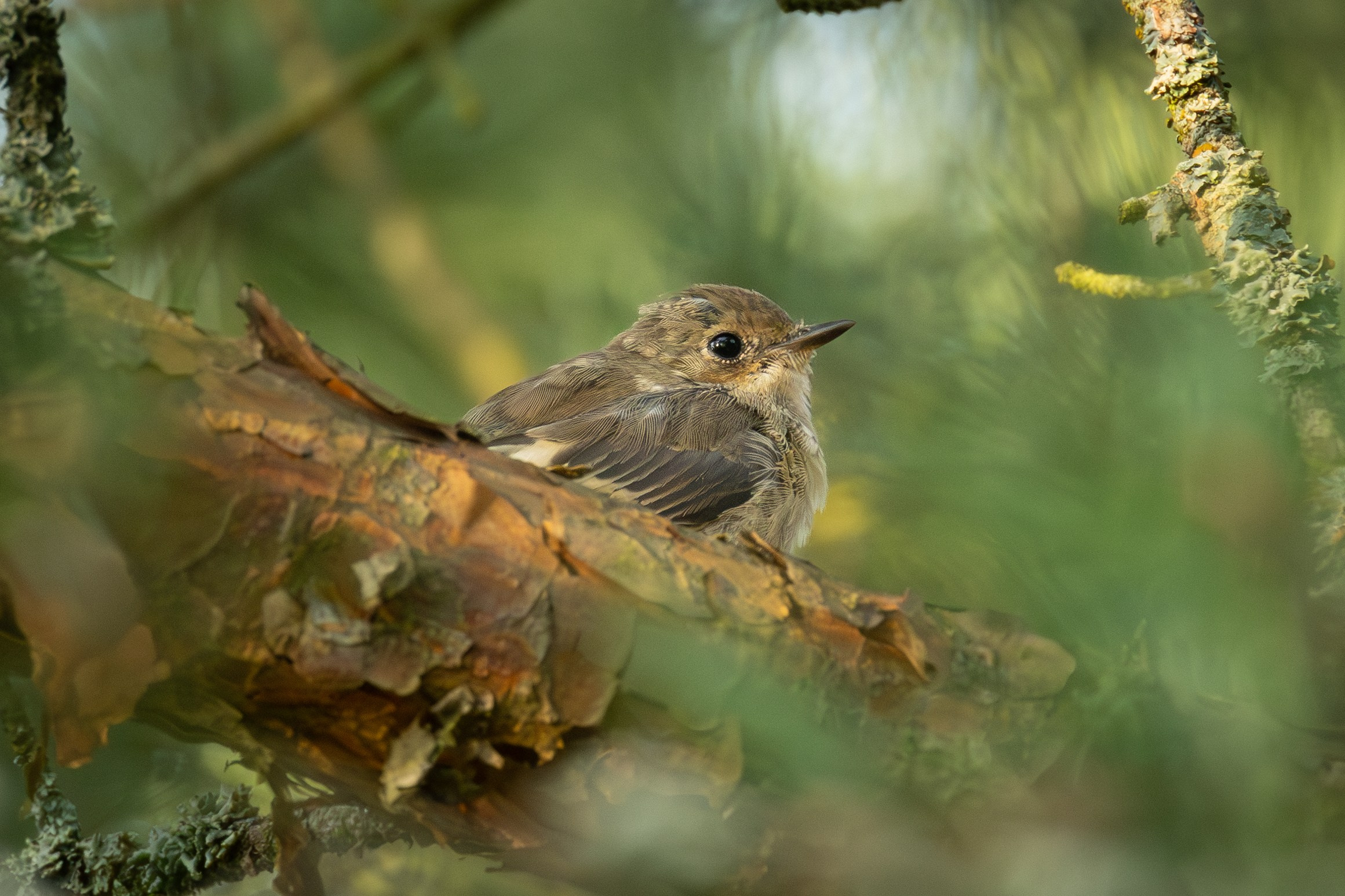 Птицы СНТ «Подлесье». Птицы парков г. Люберцы