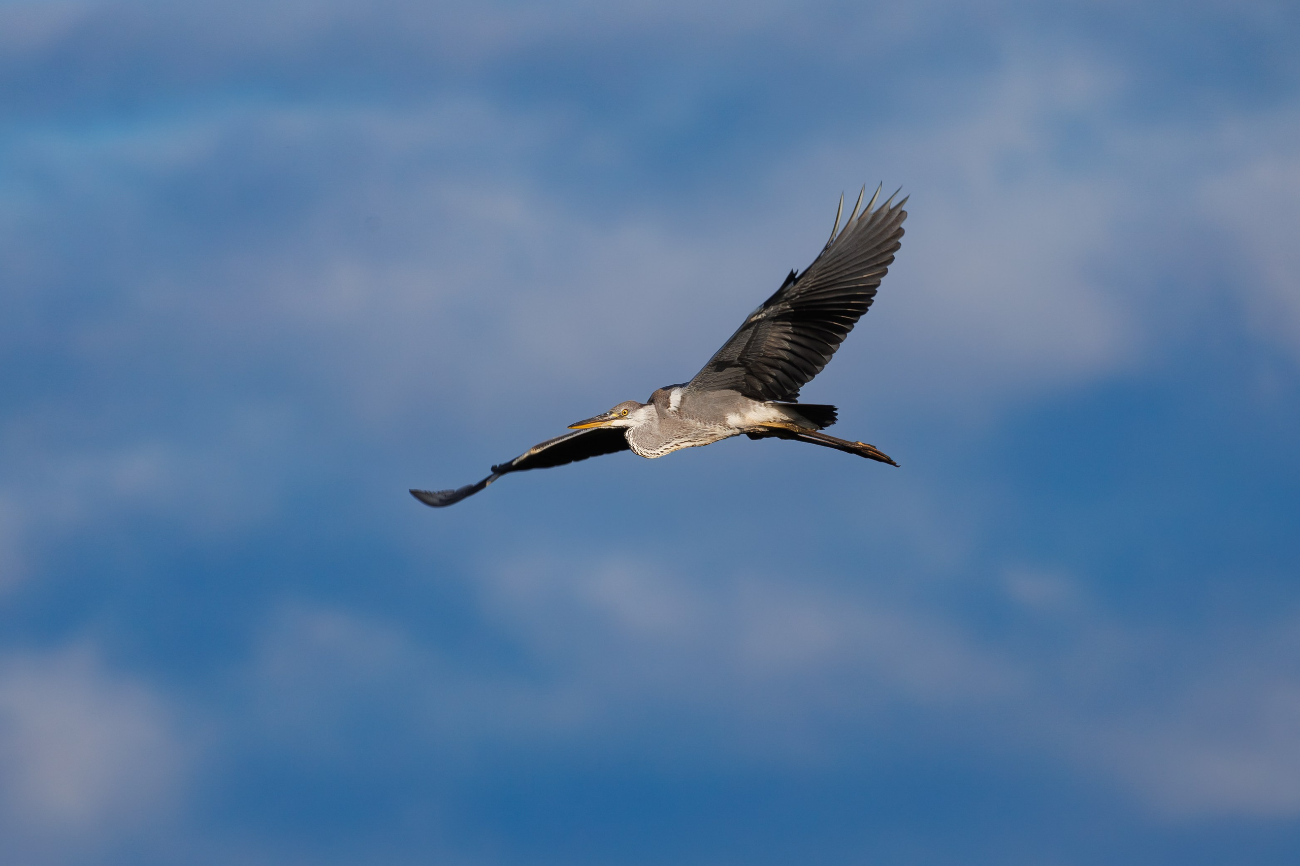 Птицы Москворецкого пойменного заказника. Птицы парков г. Люберцы