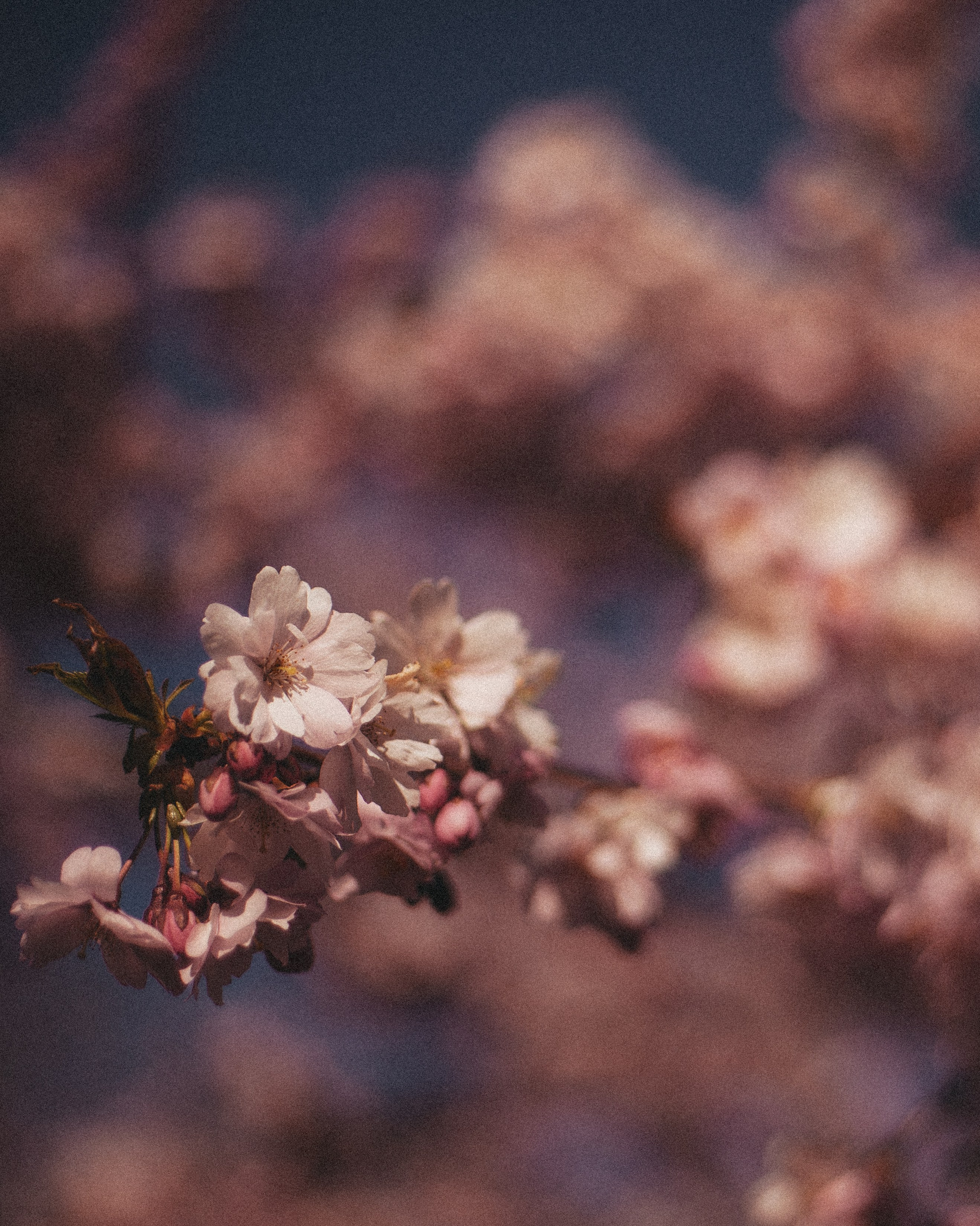 Сакура. Портретный фотограф в Санкт-Петербурге Юлия Ожога