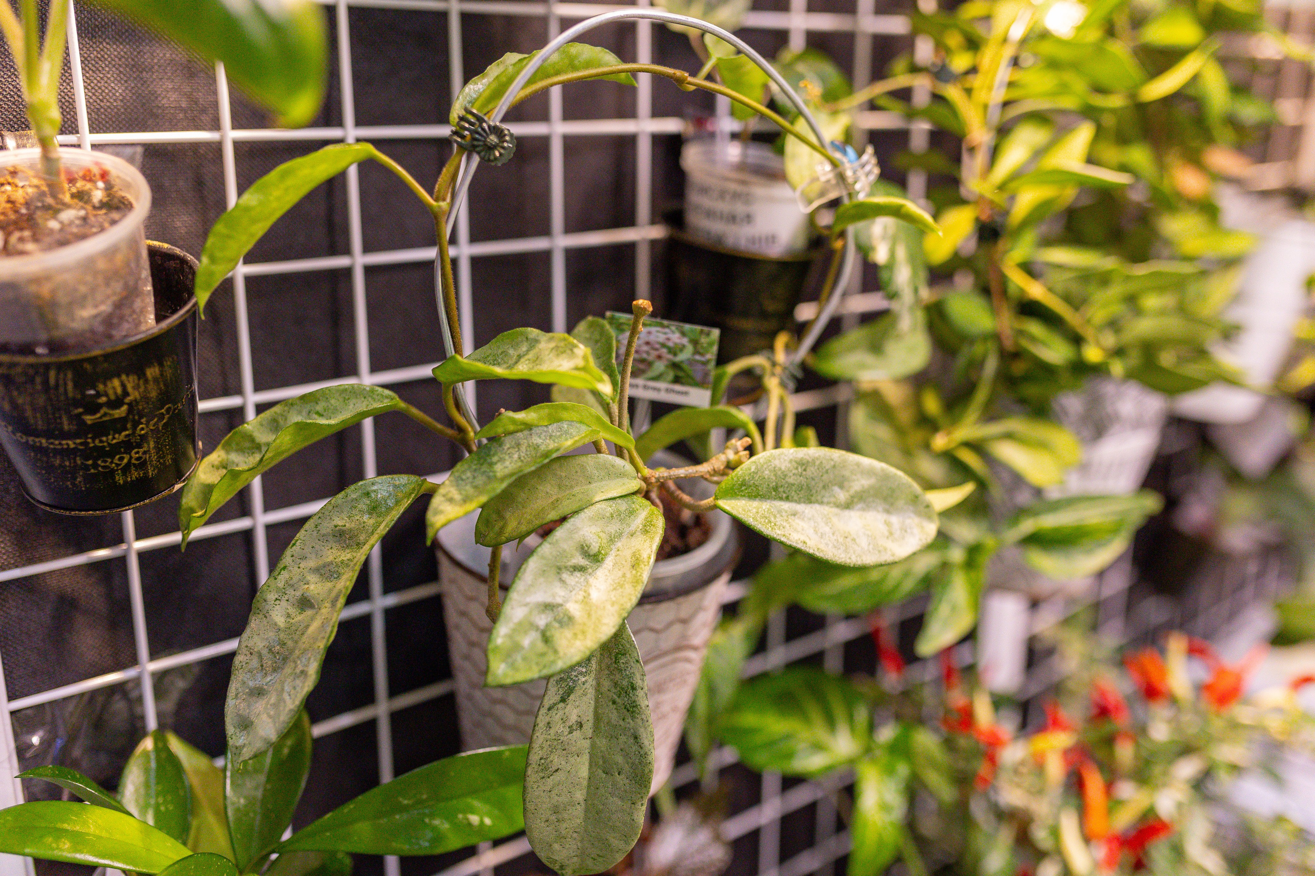 Монстериум 11–12 октября. Александра Куликова фотограф, Москва