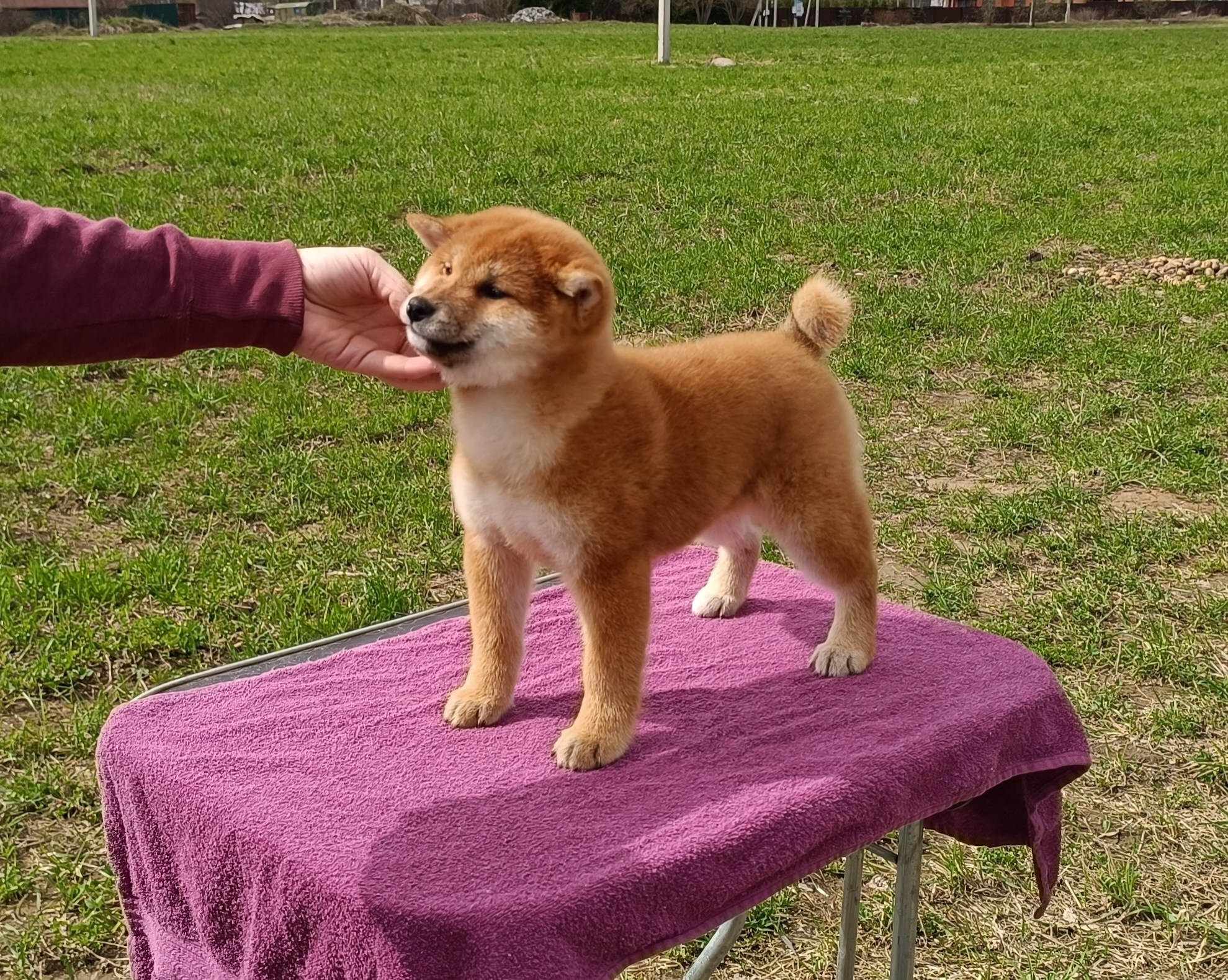 Сиба Rubylight Ellis питомник Рубилайт 