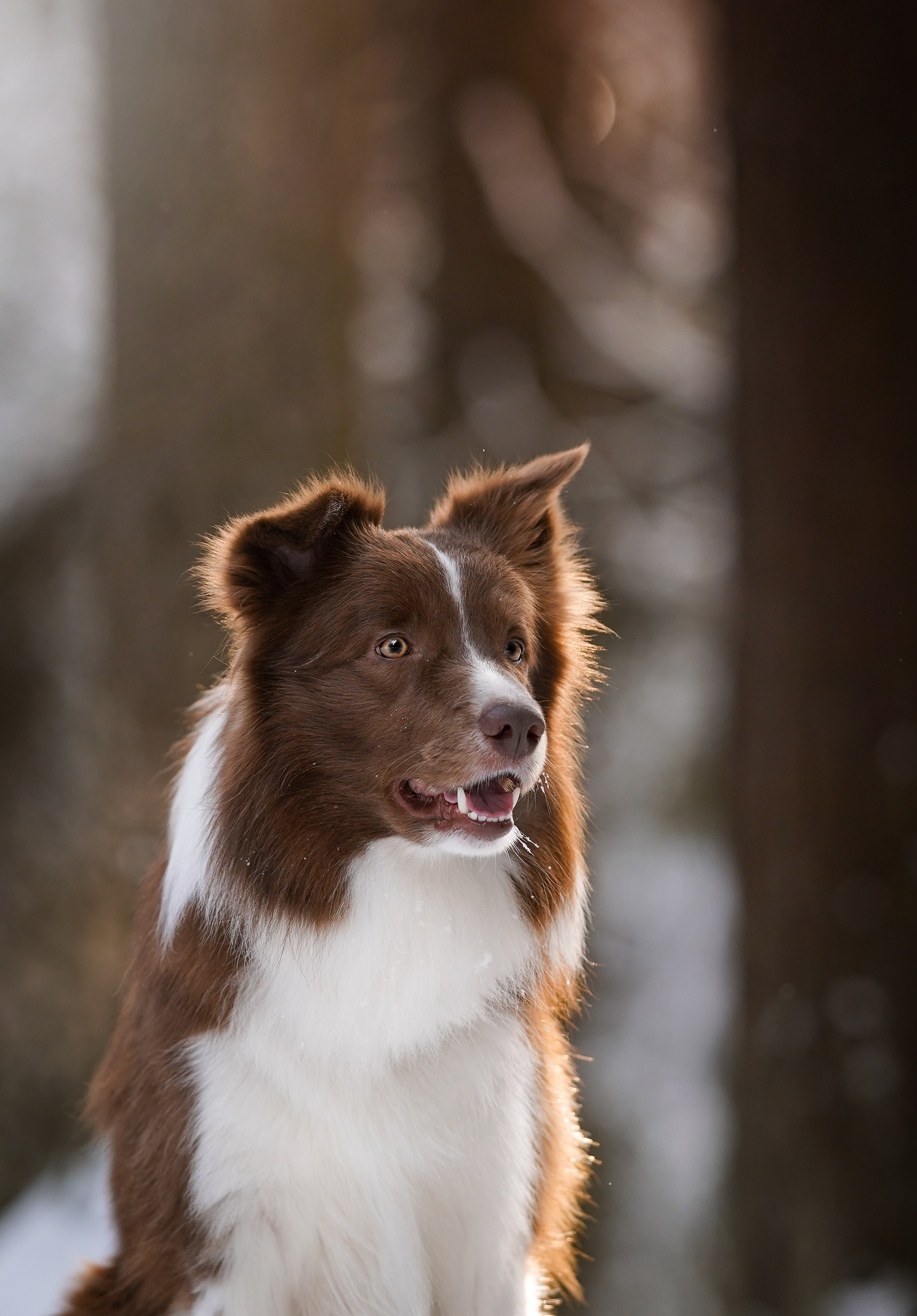 Катя и Ская. Фотограф-анималист в Санкт-Петербурге Яна Мартынова