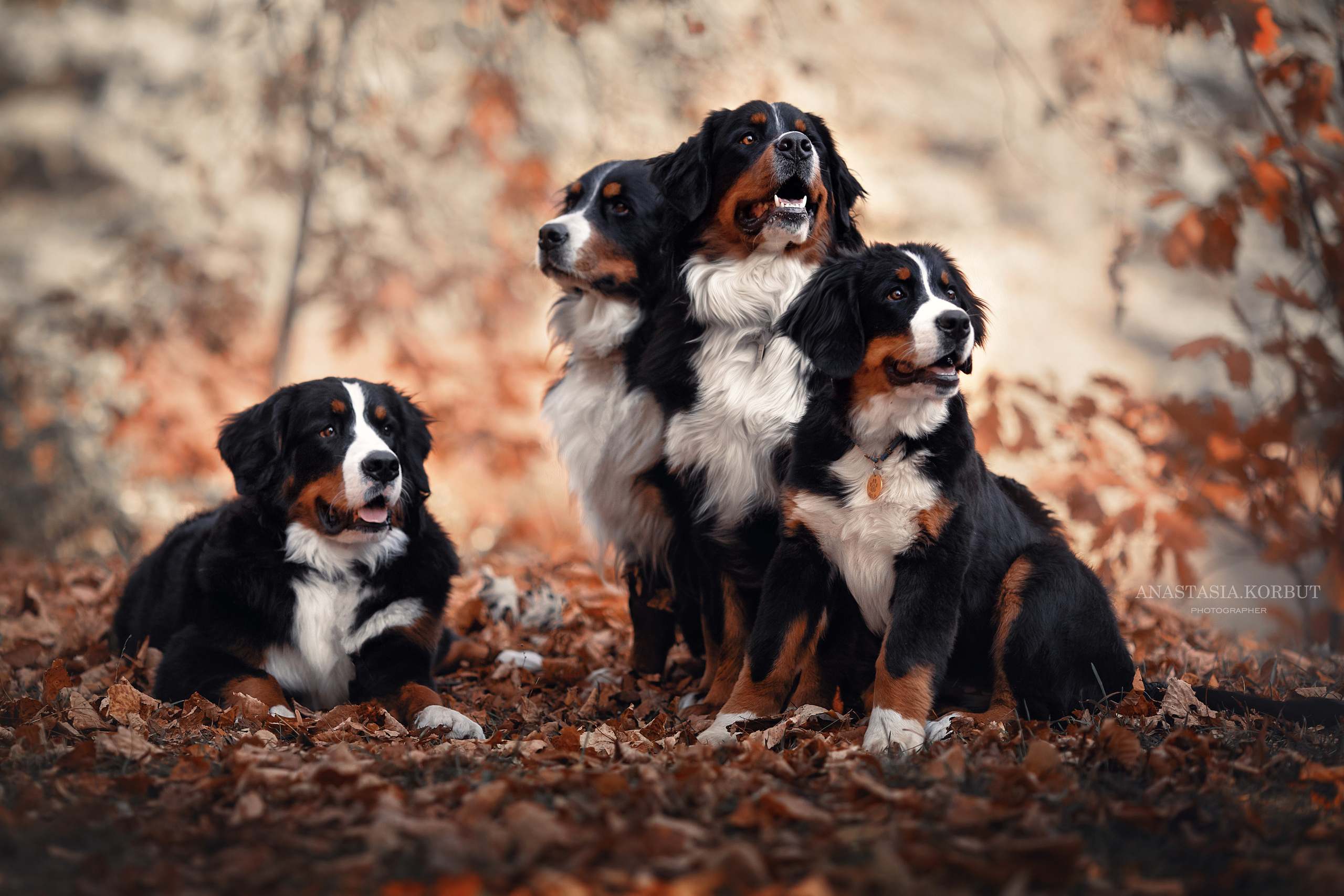 Фотосессия животных. Арт фотограф в Минске Анастасия Корбут