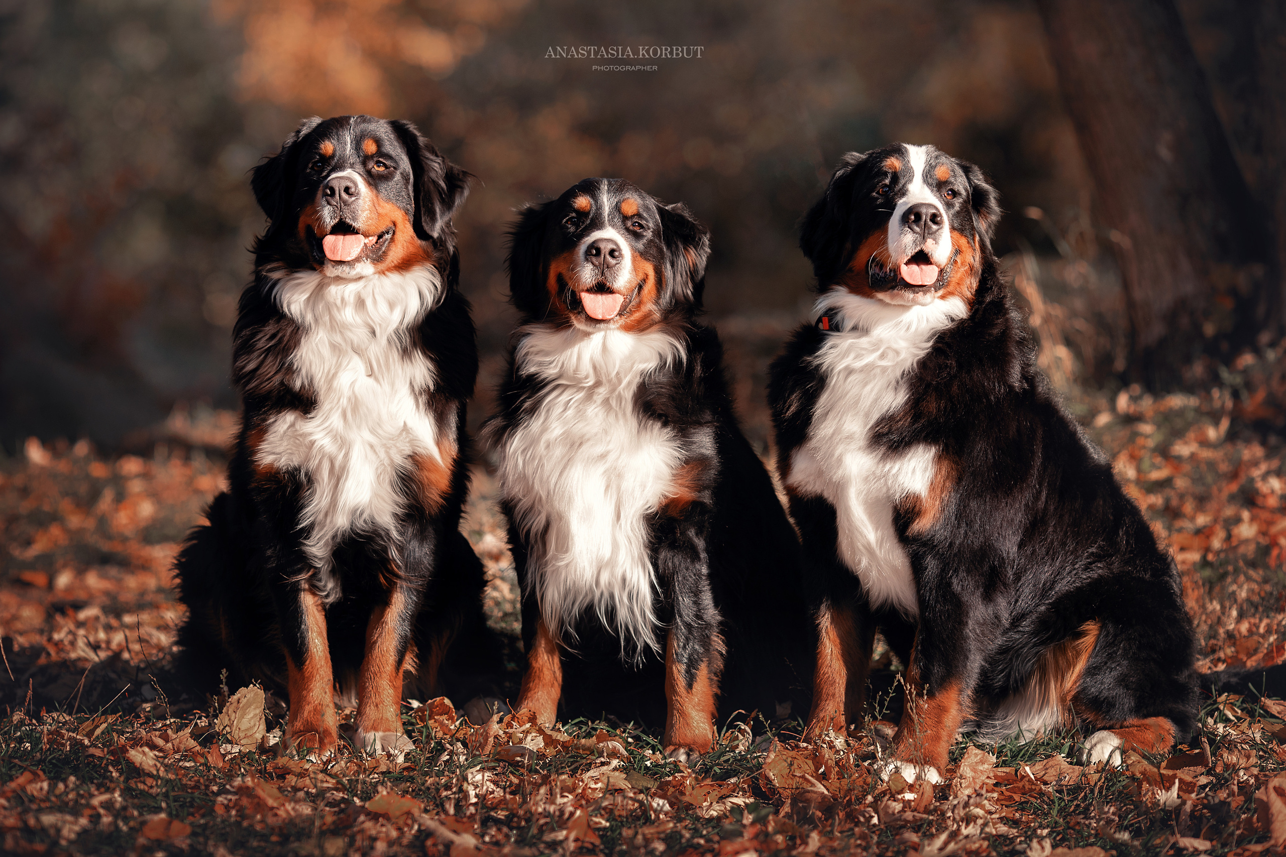 Фотосессия животных. Арт фотограф в Минске Анастасия Корбут