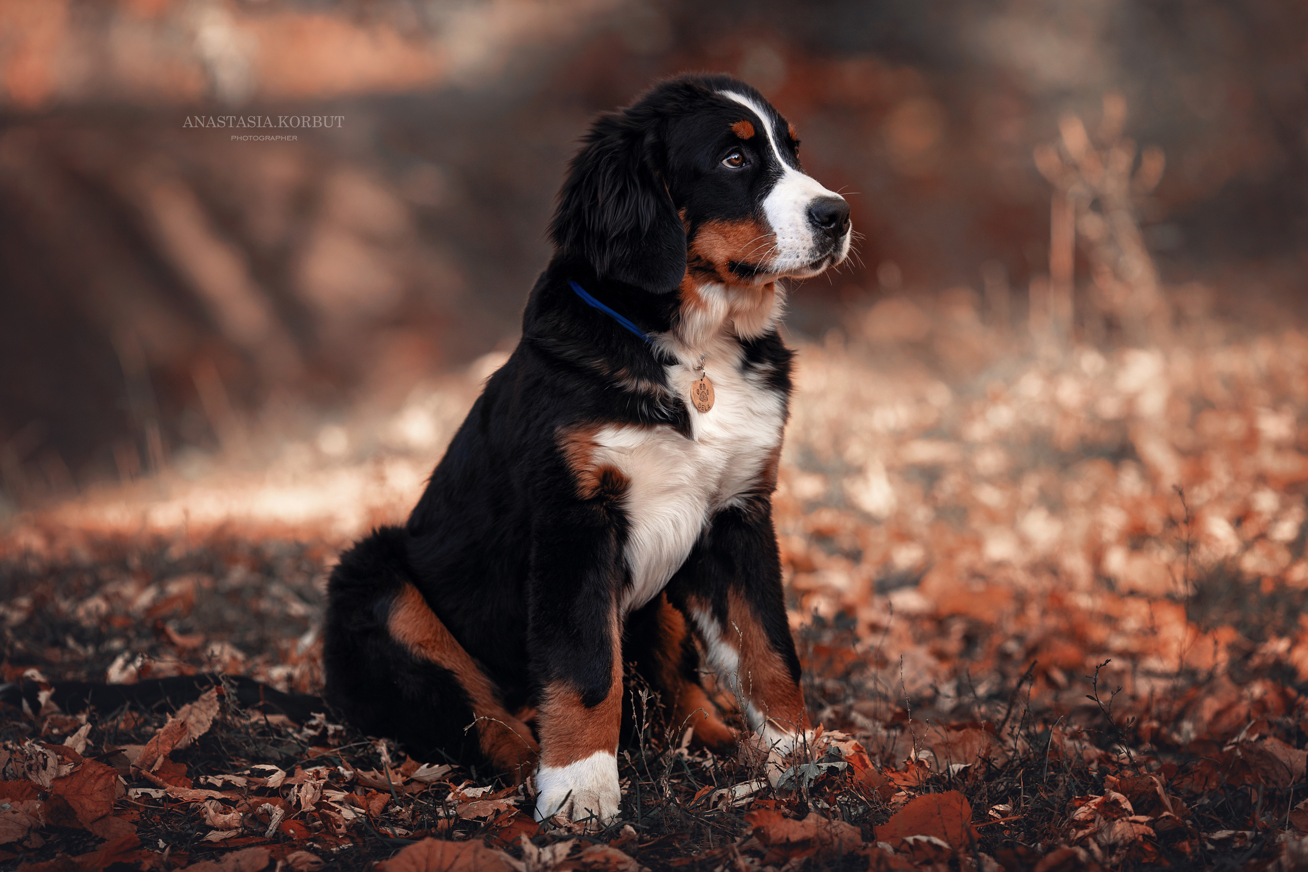 Фотосессия животных. Арт фотограф в Минске Анастасия Корбут