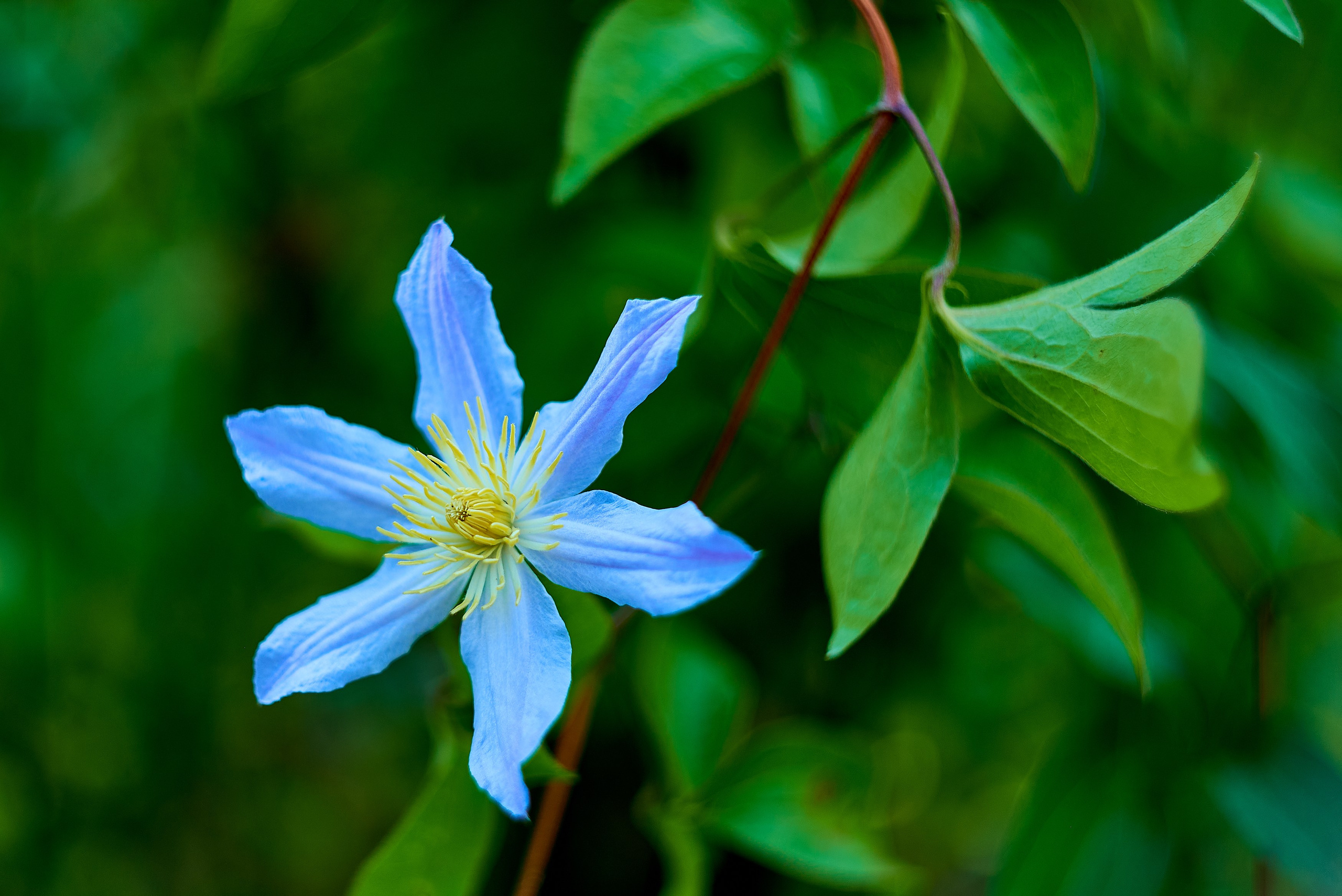 Nikon D850+Helios 44-2 2/58