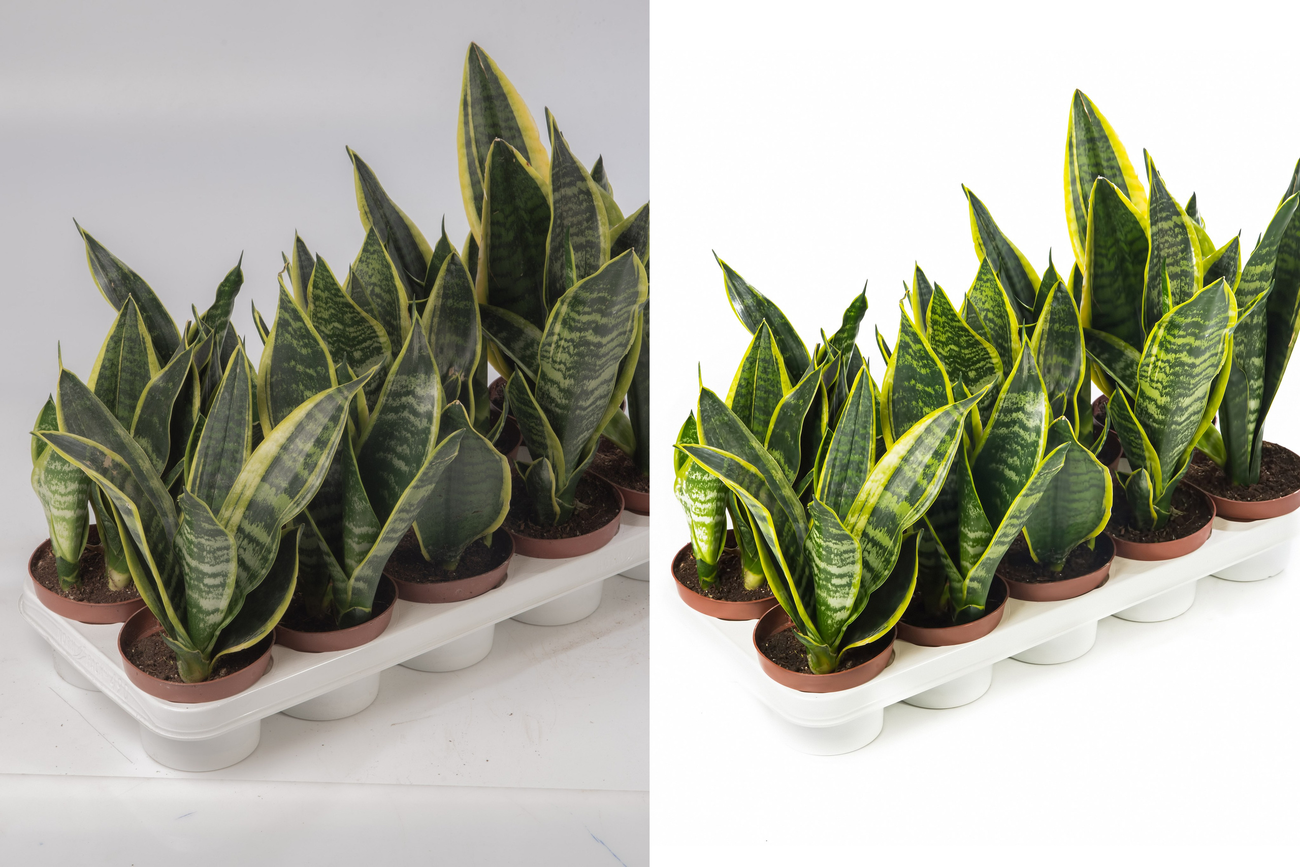 Ретушь растений и овощей | Студия SVITHART