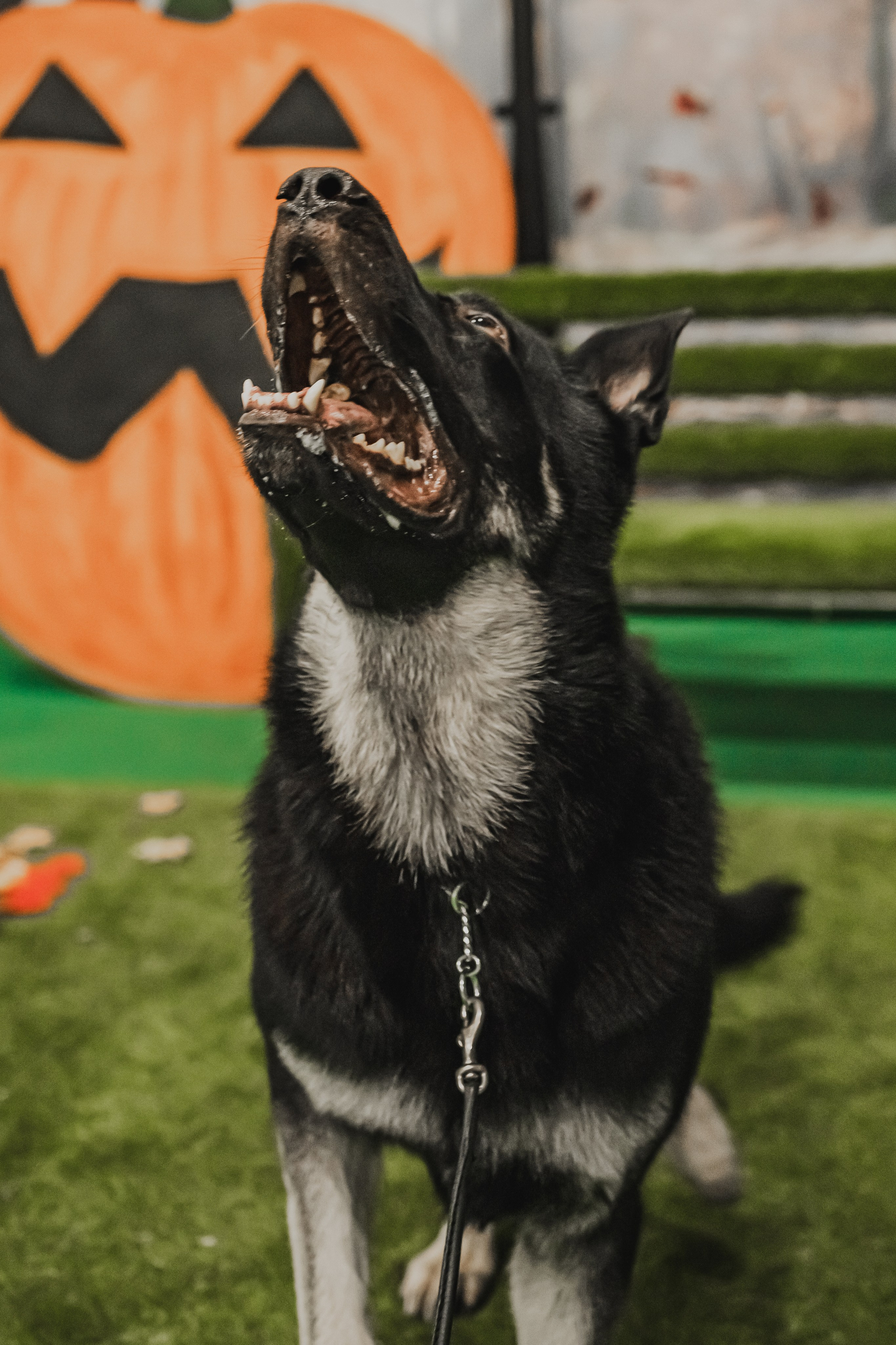 Международная выставка собак всех пород. Репортажный фотограф Анастасия Рубцова