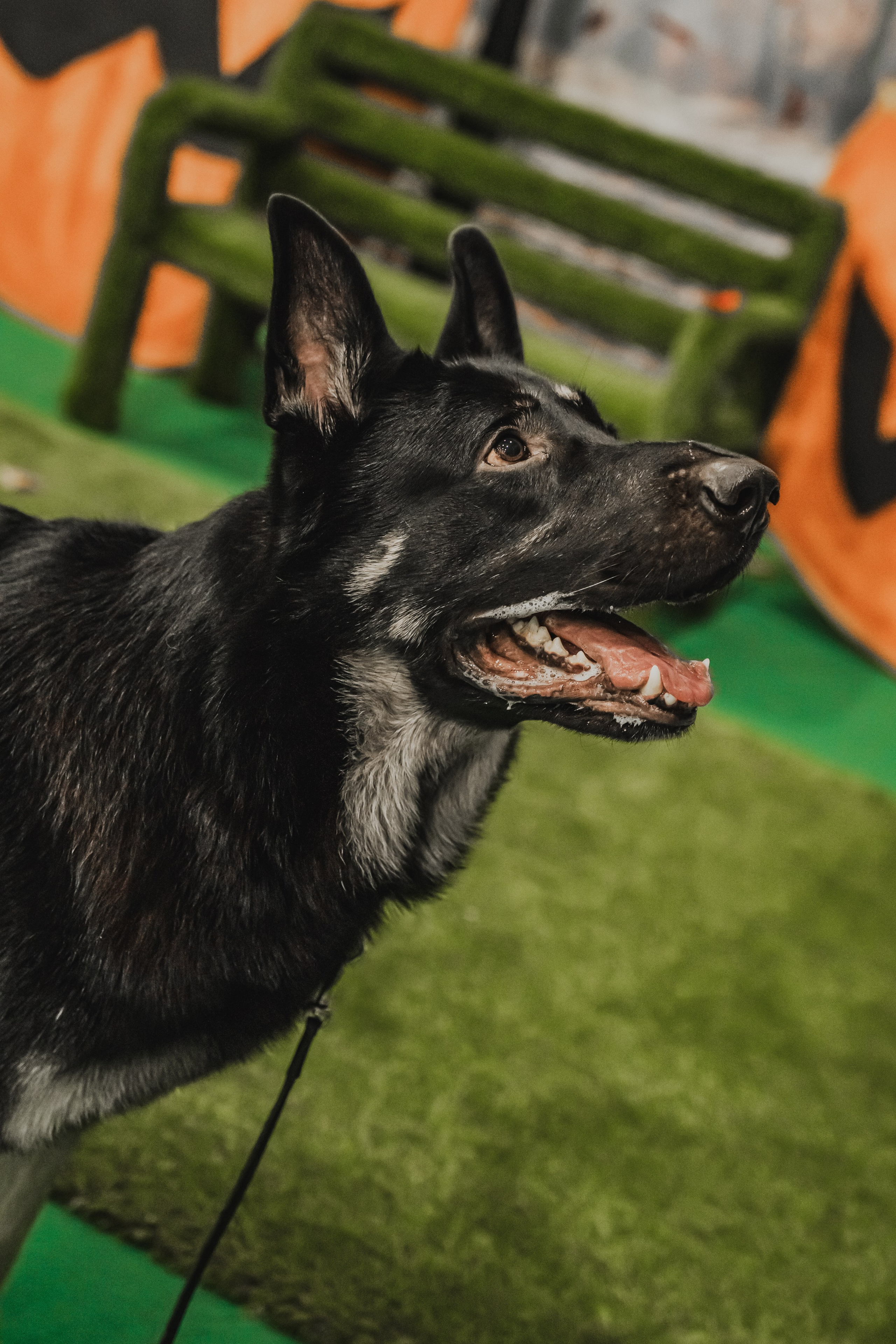 Международная выставка собак всех пород. Репортажный фотограф Анастасия Рубцова