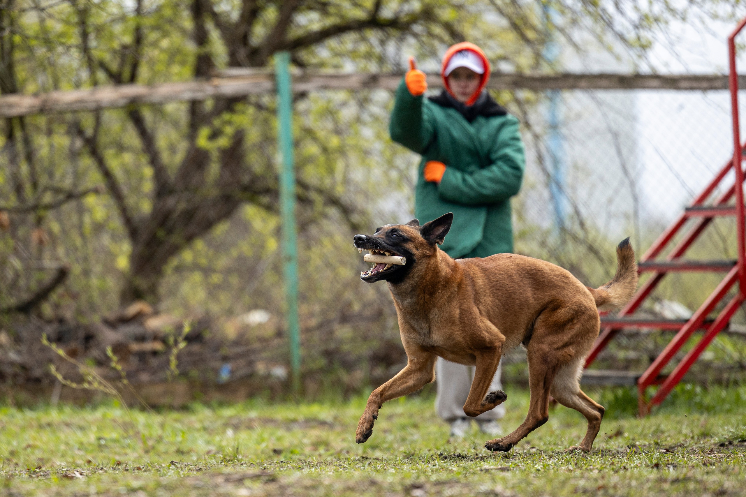 Квалификационные состязания по мондьорингу г. Вологда 11.05.24. Фотограф-анималист Анна Маринич
