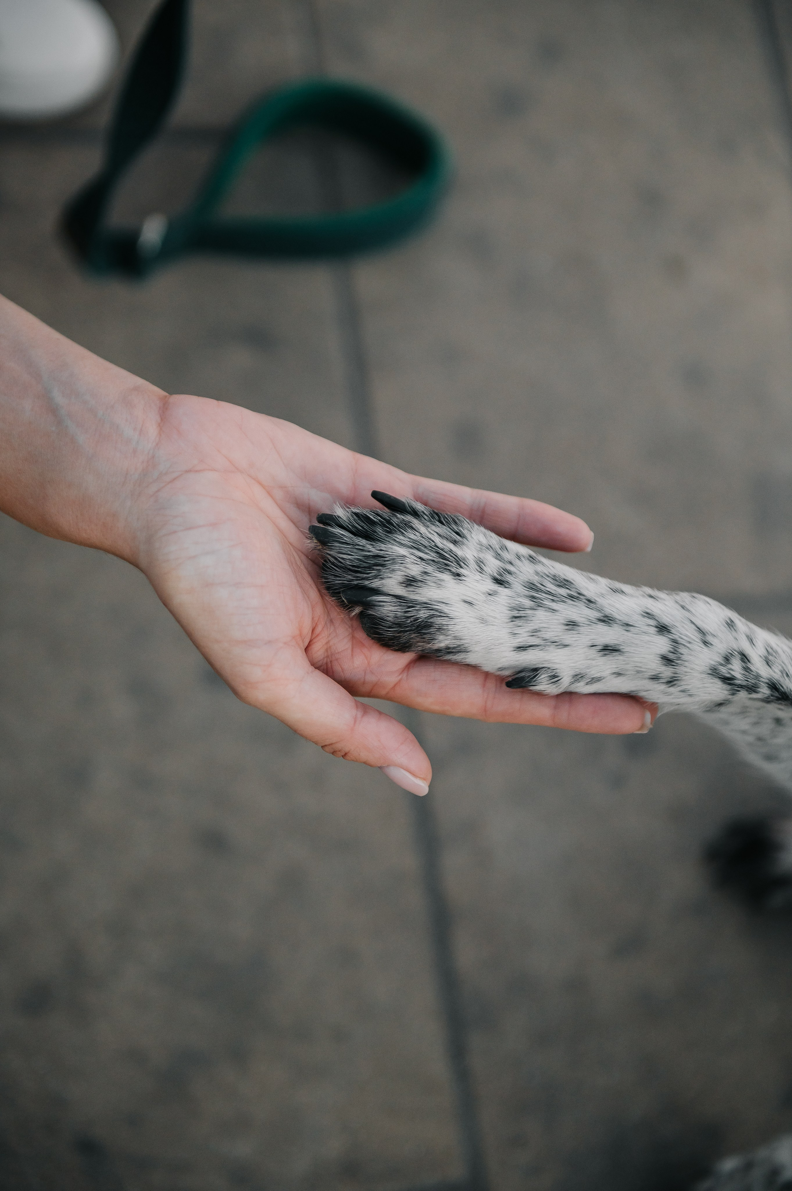 Олеся, Саша и Юка (Королев, 2024). Анна Пушина, фотограф, Москва, Королев, Пушкино