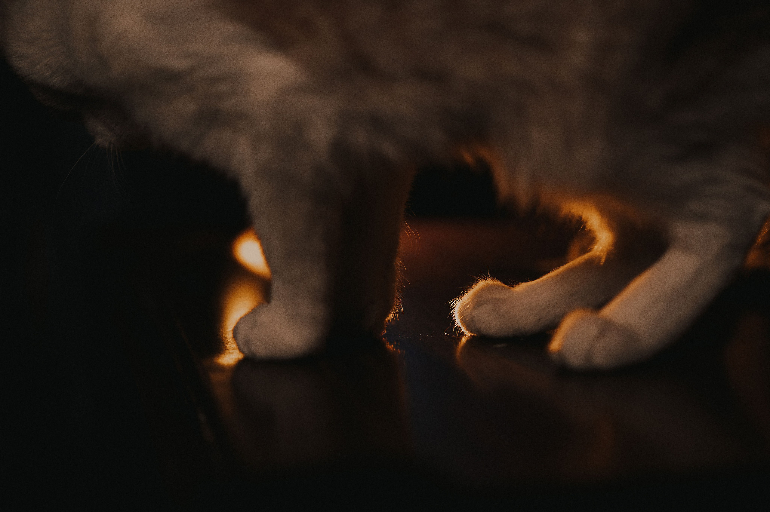 Котовая серия: Настя и Текилла (Королёв, 2022). Анна Пушина, фотограф, Москва, Королев, Пушкино