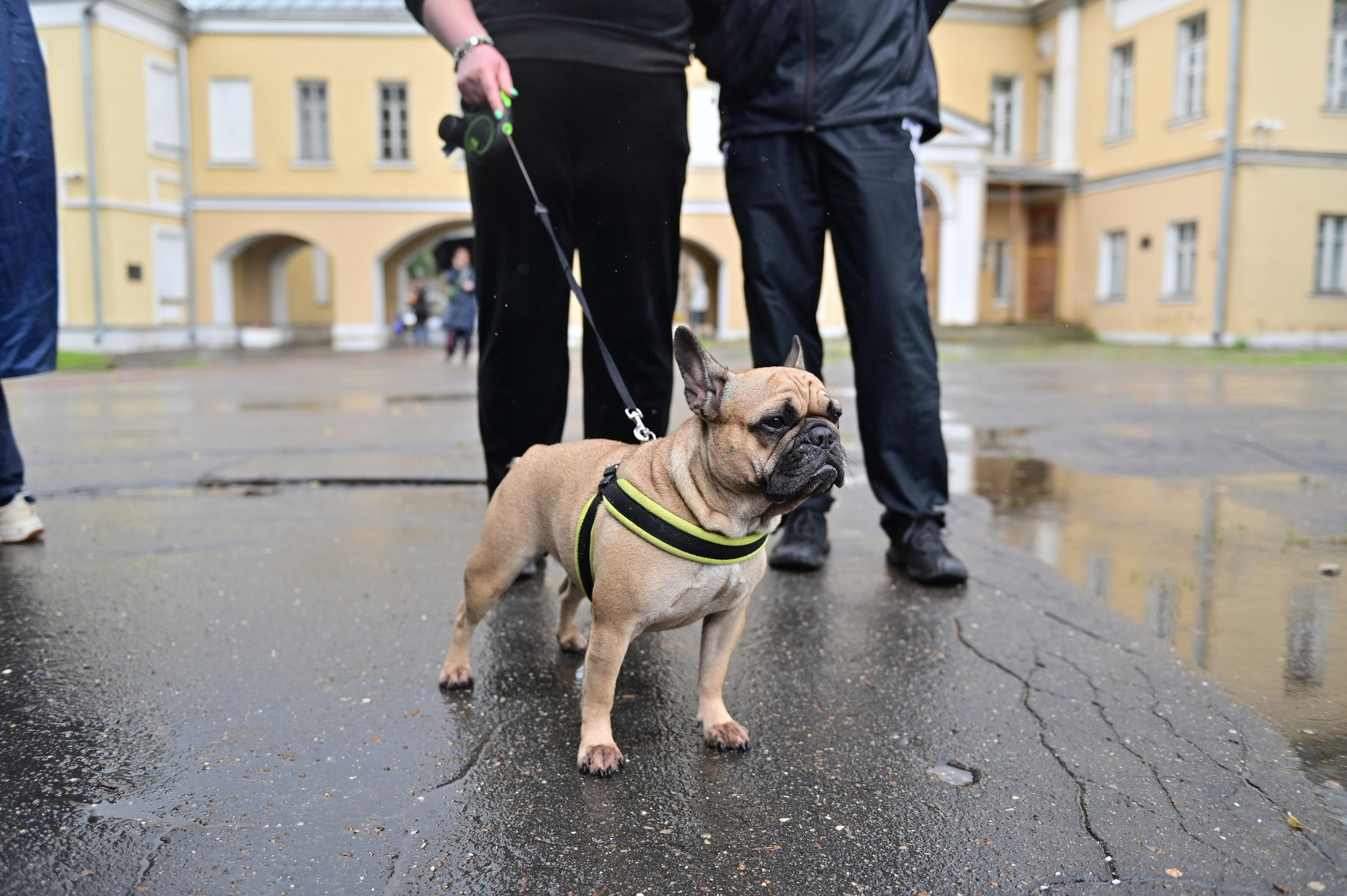 Парад французский бульдогов. Анна Пушина, фотограф, Москва, Королев, Пушкино