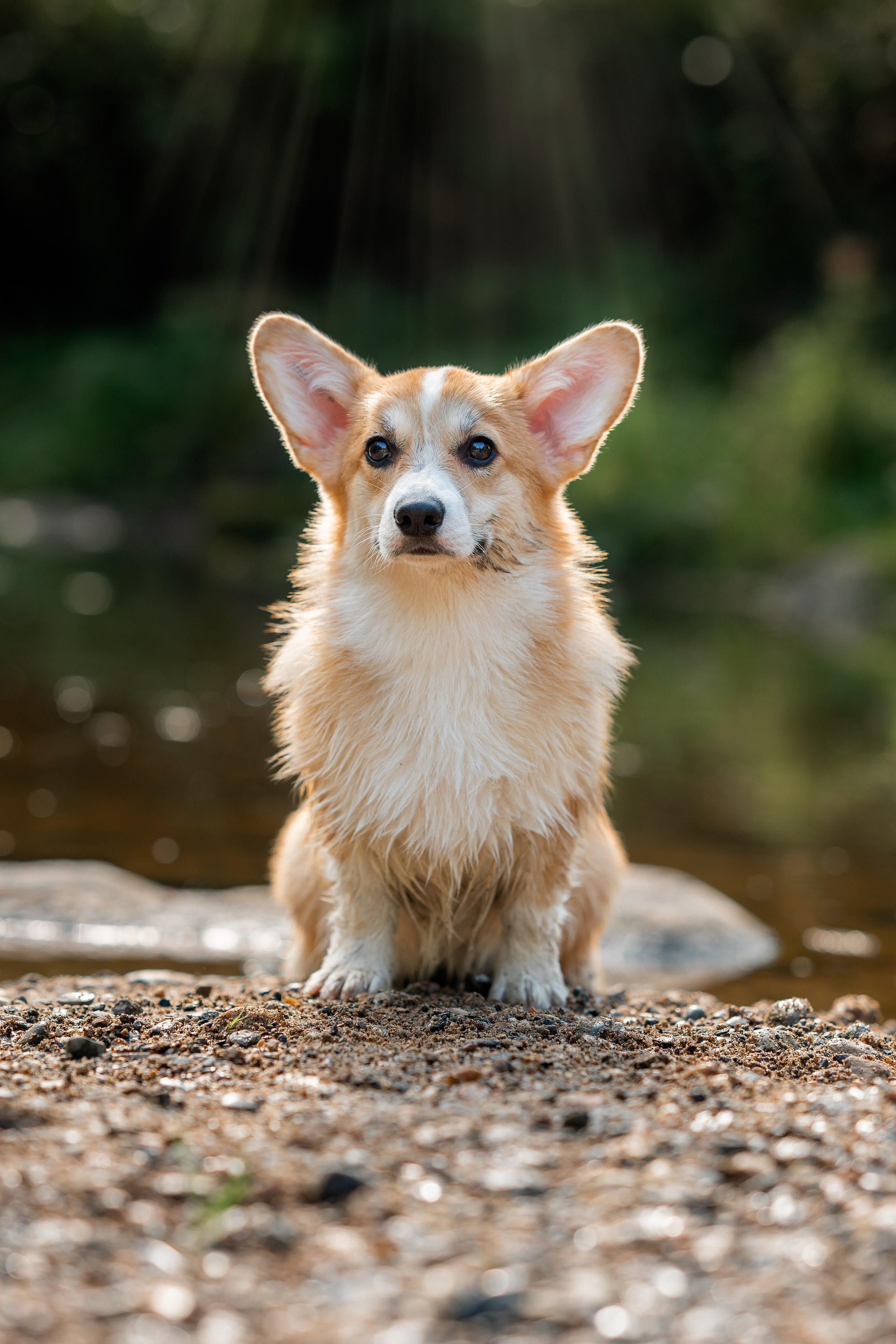 Заводчик Ольга Кушкина. Творческий фотограф Вологда