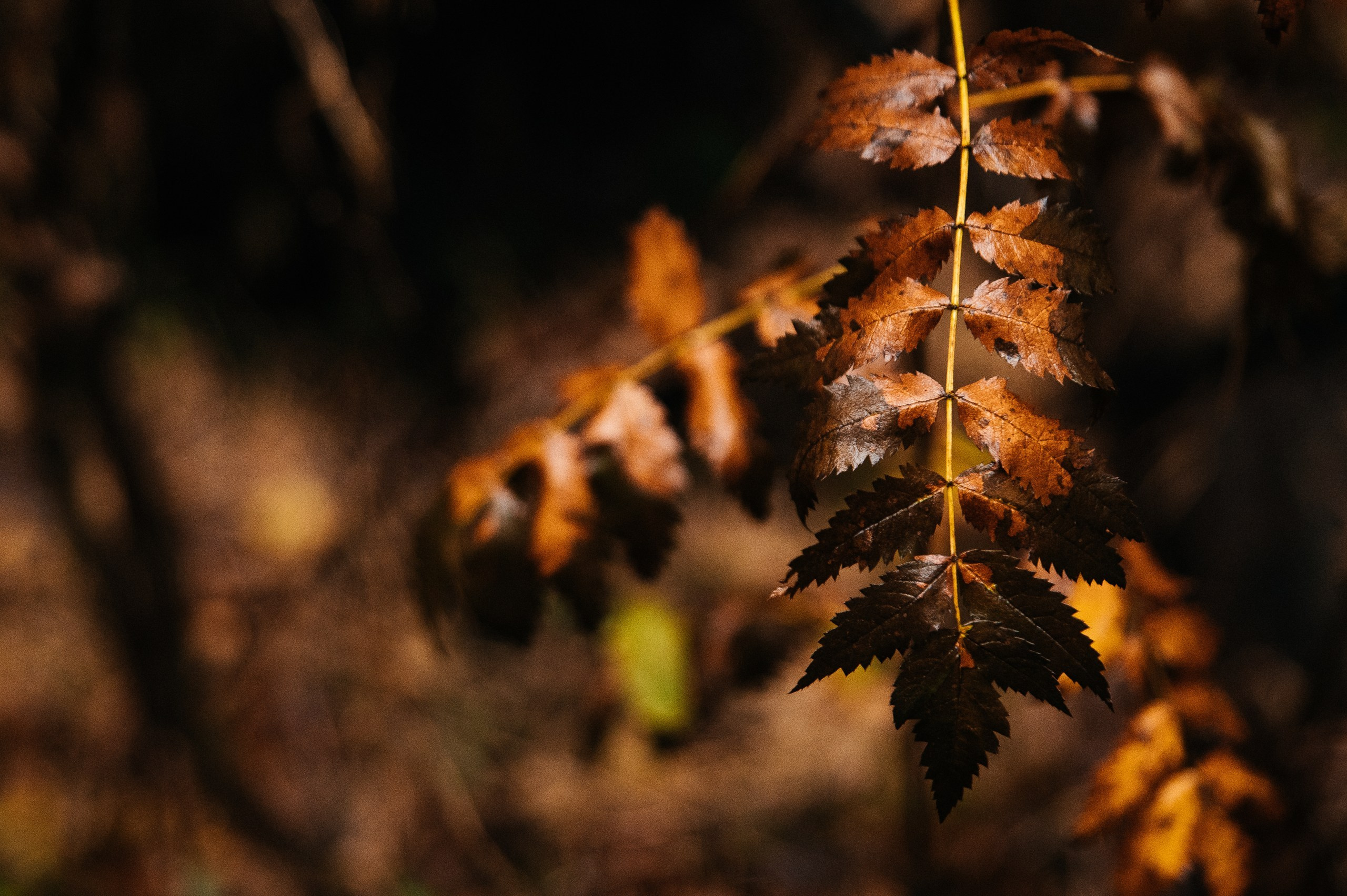 Фотосъемка спортивных мероприятий. Фотограф Москва