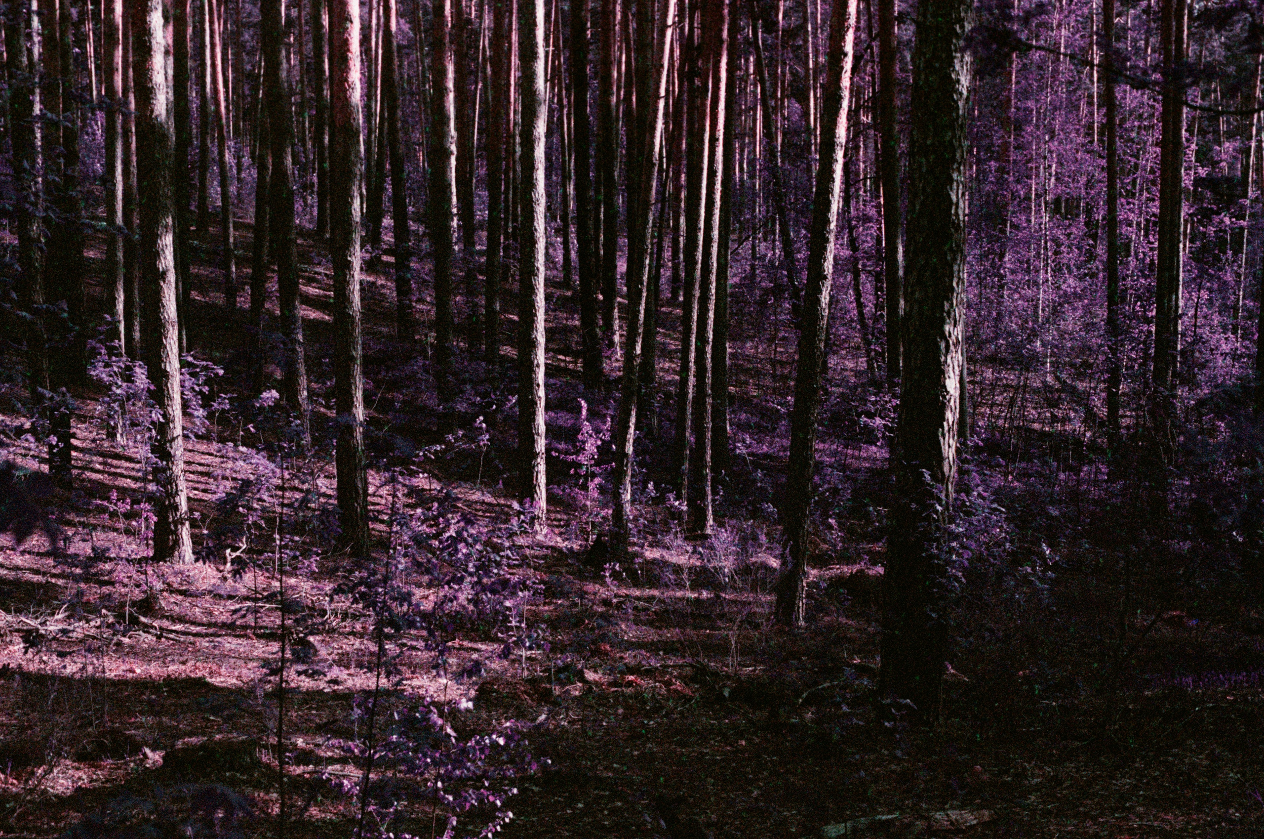 Grain. Artem Khusainov