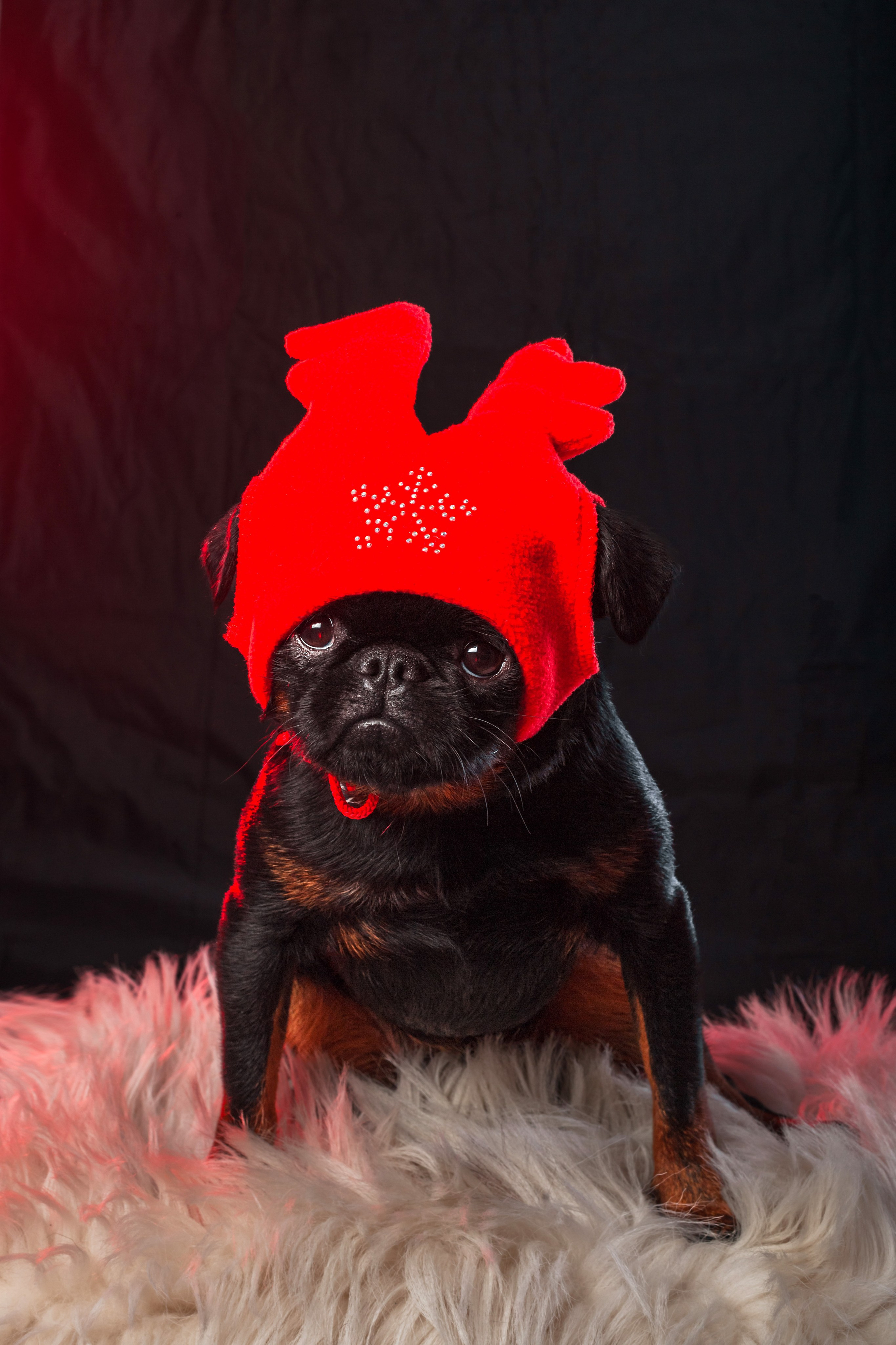 Студийная фотосессия с цветным светом. Фотограф-анималист Татьяна Степанова