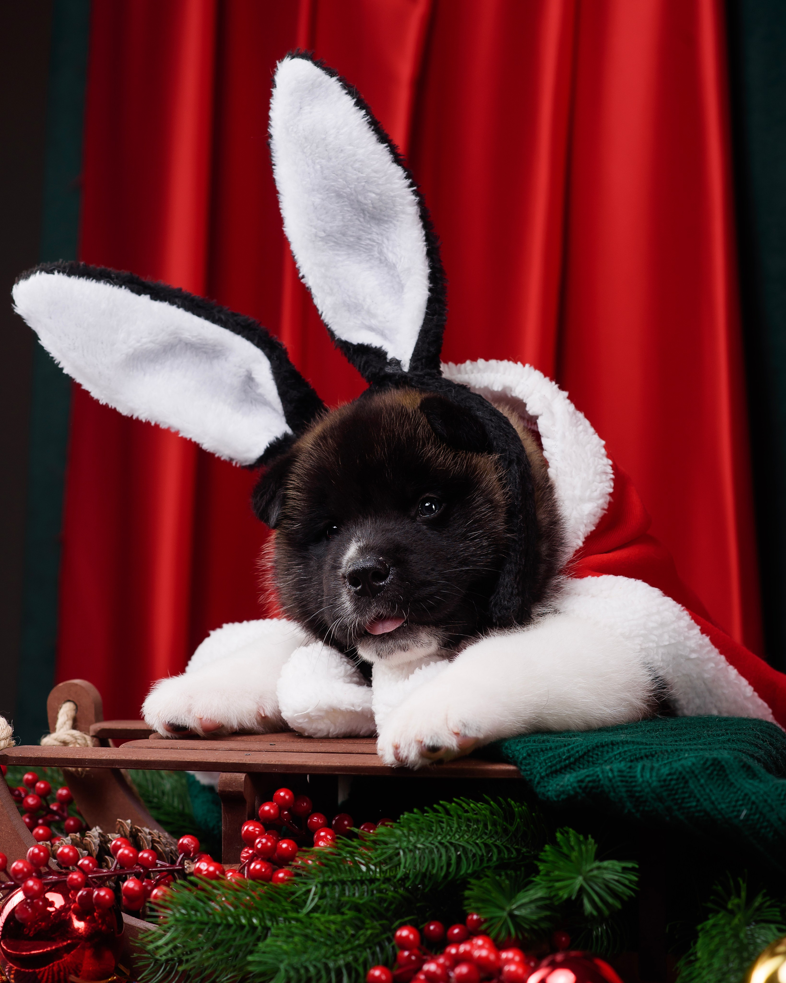 Щенки Американской Акиты. Фотограф — Анималист | Анна Абрамова