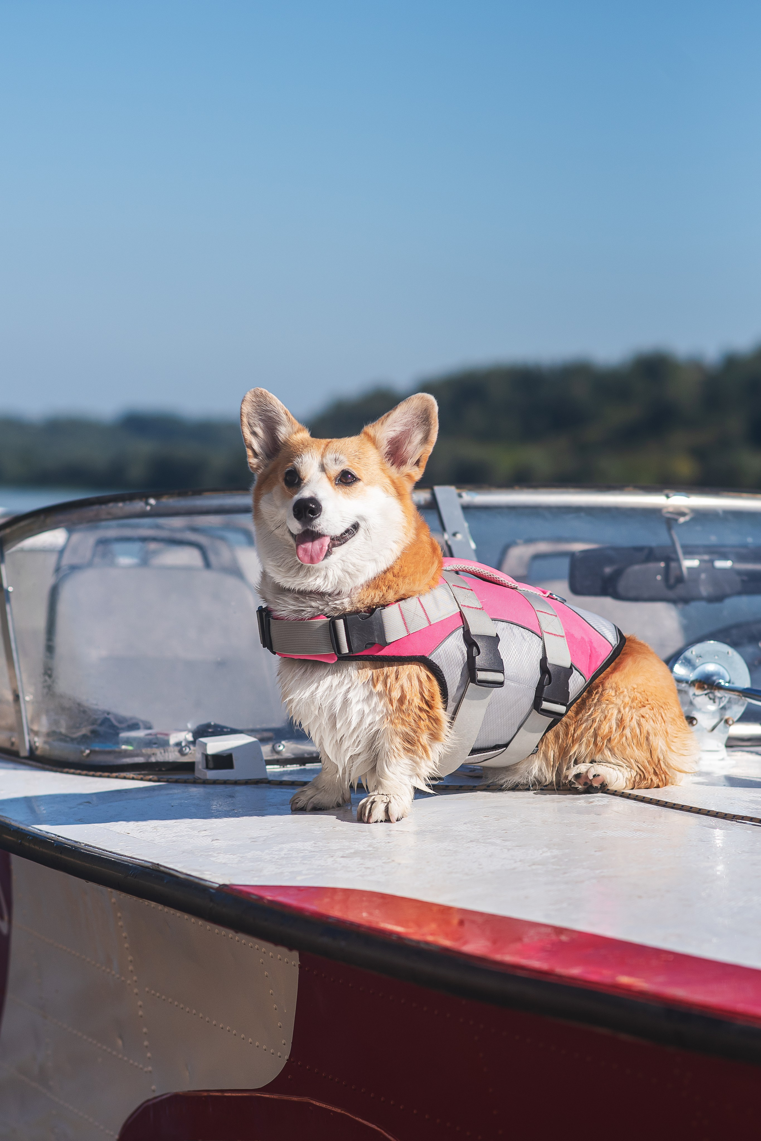 Майк и Лея — 29.08.2024. Фотограф — Анималист | Анна Абрамова