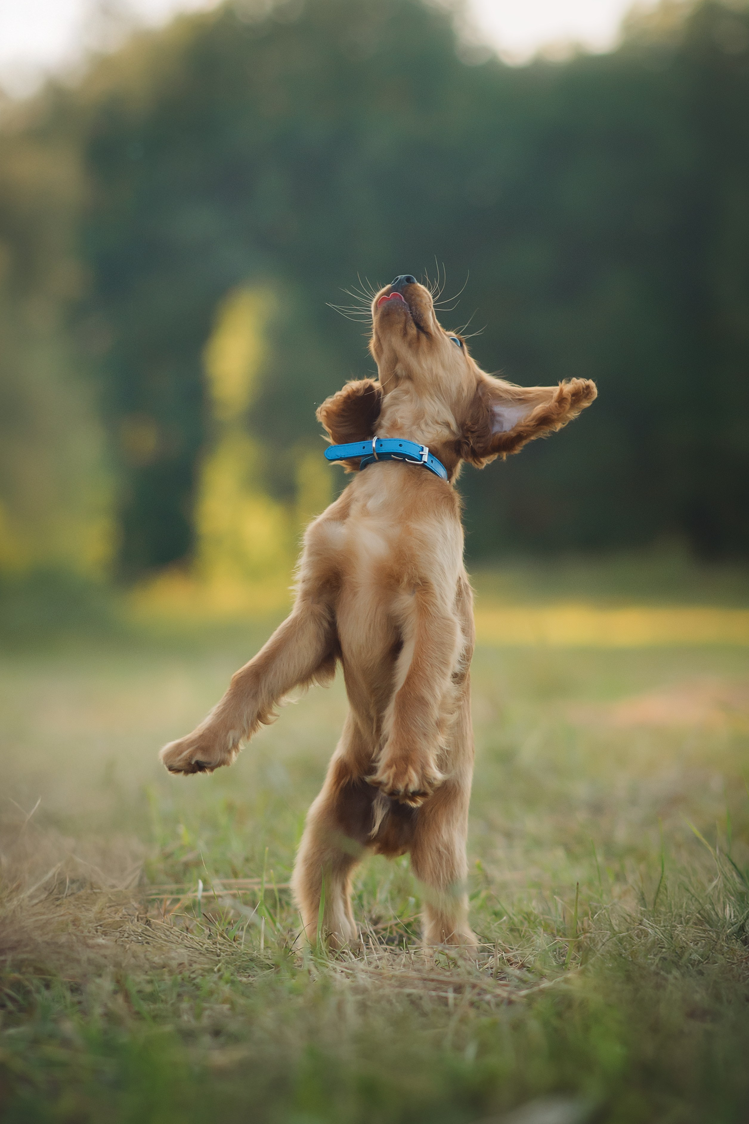 Наташа, Агата, Назар и Август — 17.07.2025. Фотограф — Анималист | Анна Абрамова