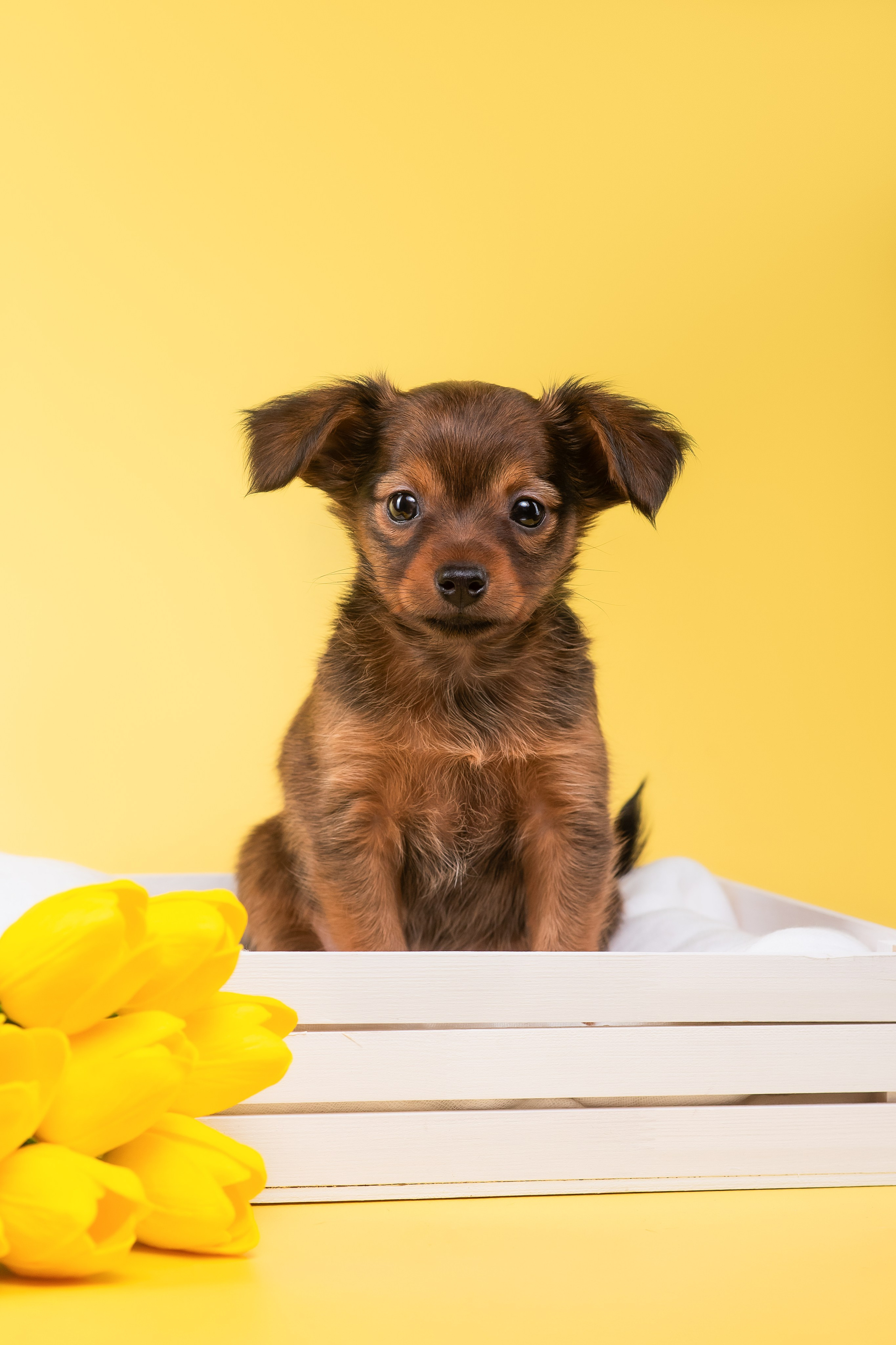 Пражские крысарики — 02.04.2025. Фотограф — Анималист | Анна Абрамова