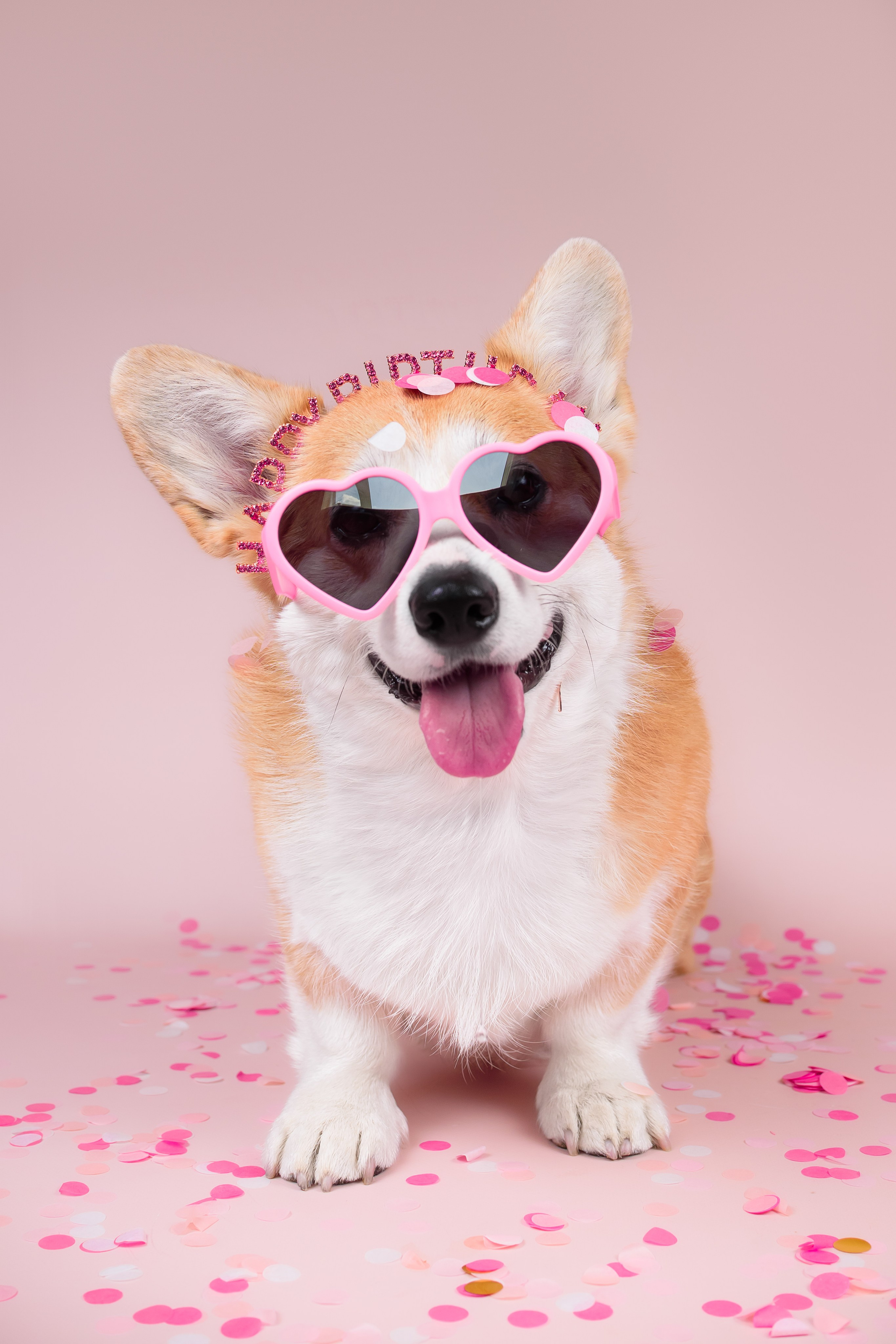 Лея ДР — 25.05.2024. Фотограф — Анималист | Анна Абрамова