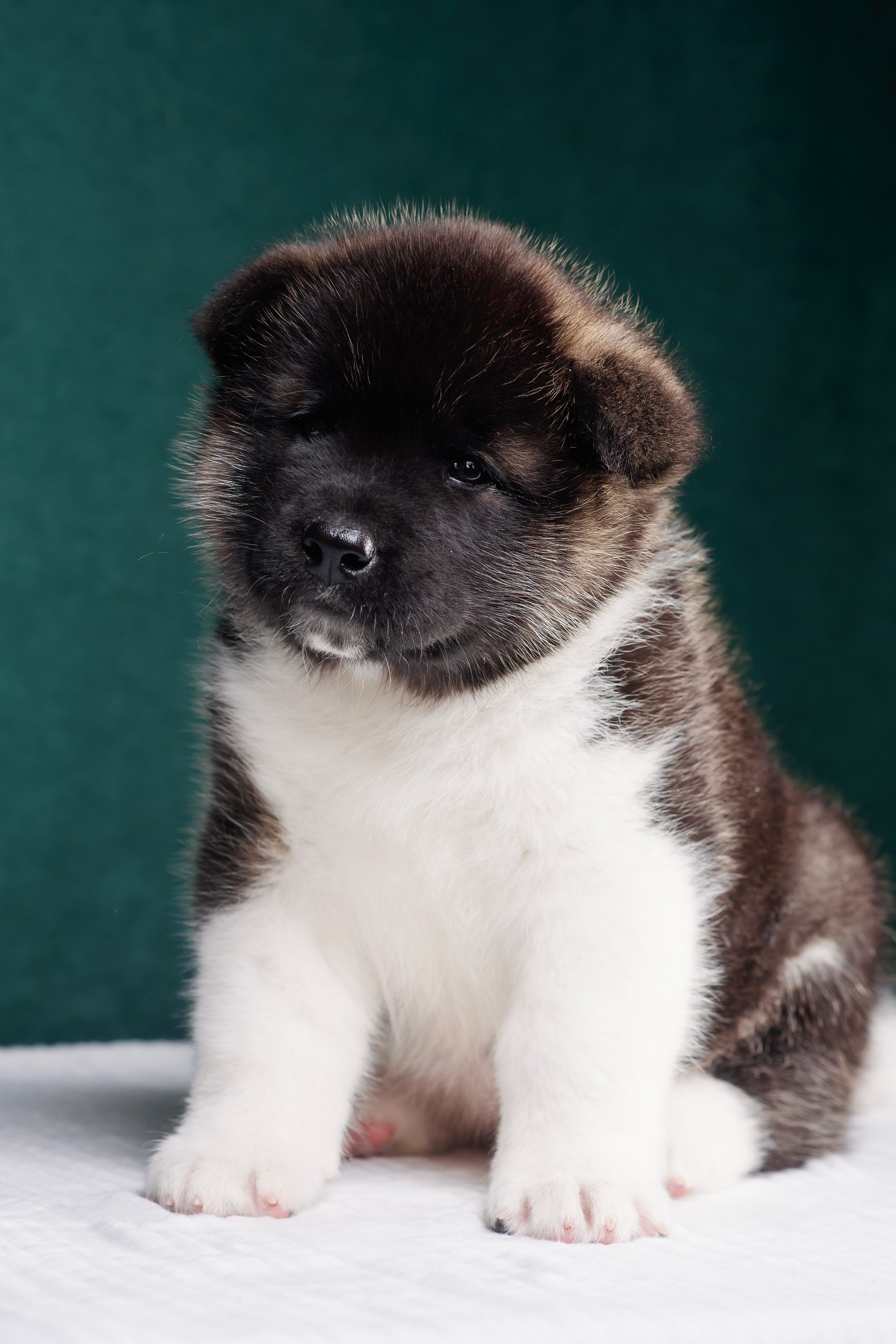 Щенки Американской Акиты. Фотограф — Анималист | Анна Абрамова