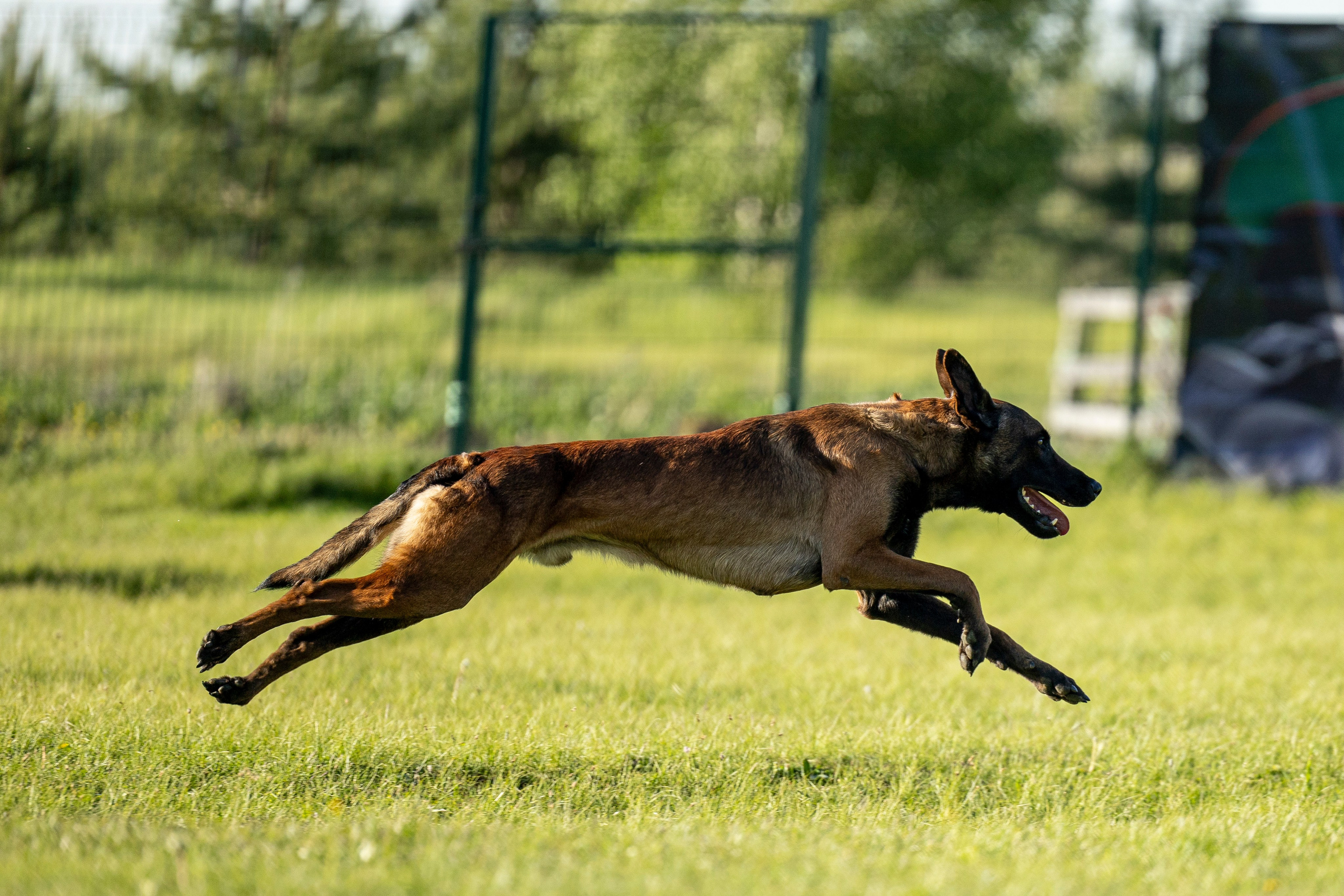 Испытания по мондьорингу в Нижнем Новгороде. Фотограф-анималист Анна Маринич